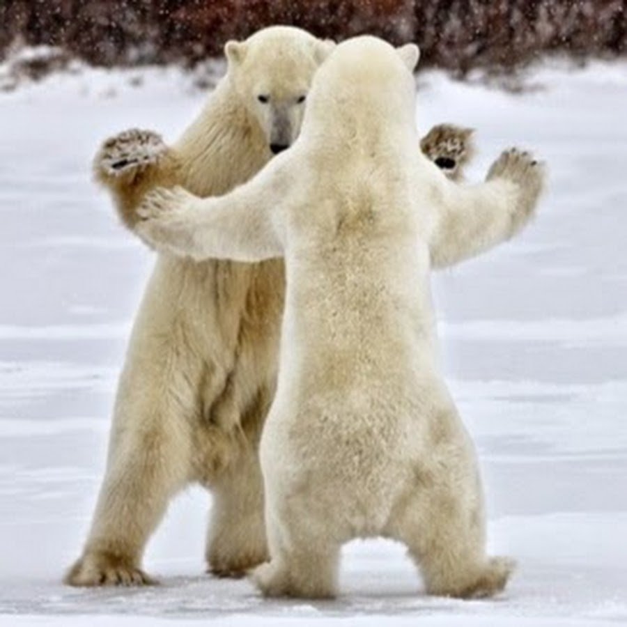 Танцующий медведь фото