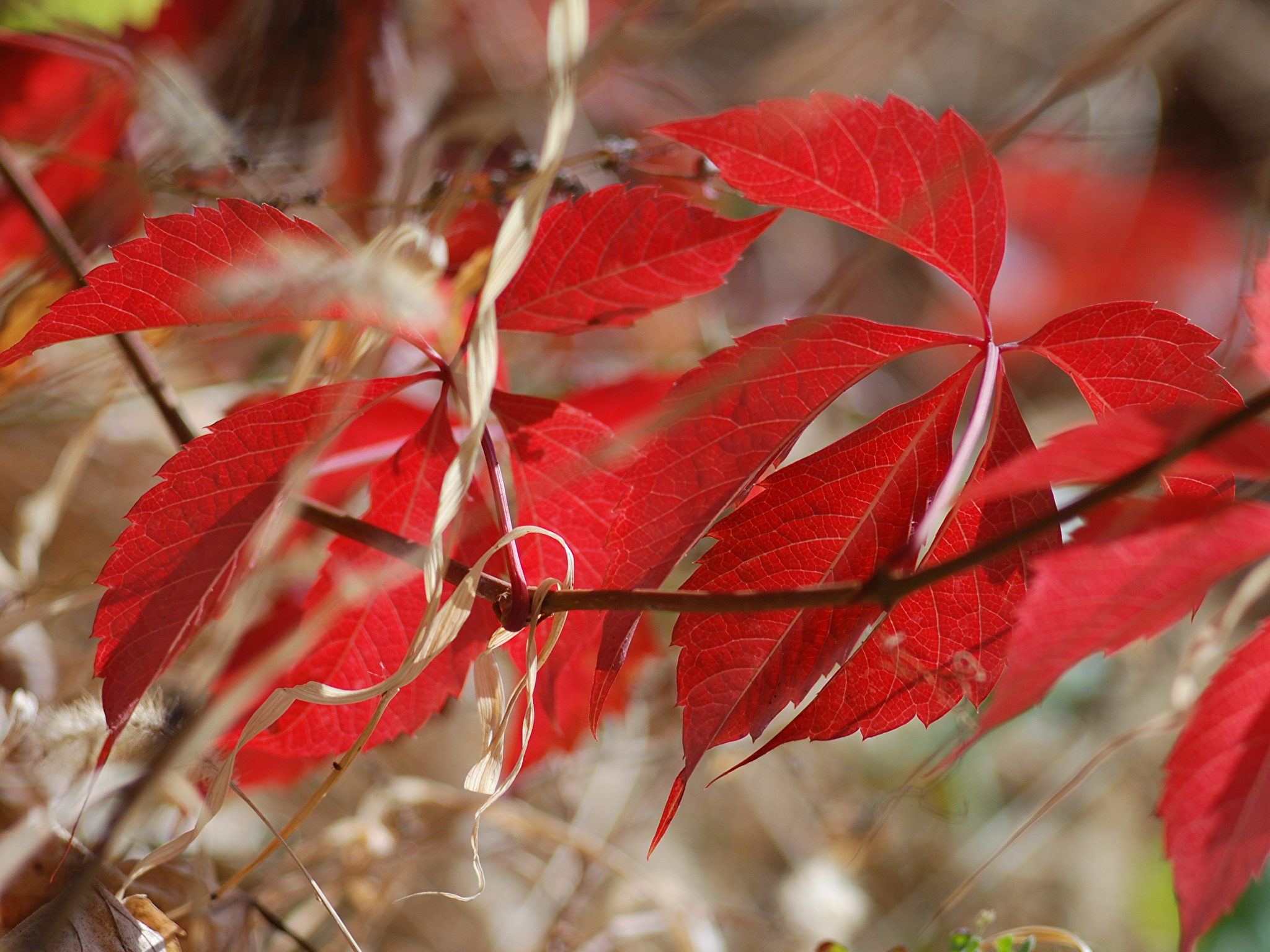 Сентябрь багряной веткой ивы. Красный лист. Красные осенние листья. Багряные листья. Ветка с красными листьями.
