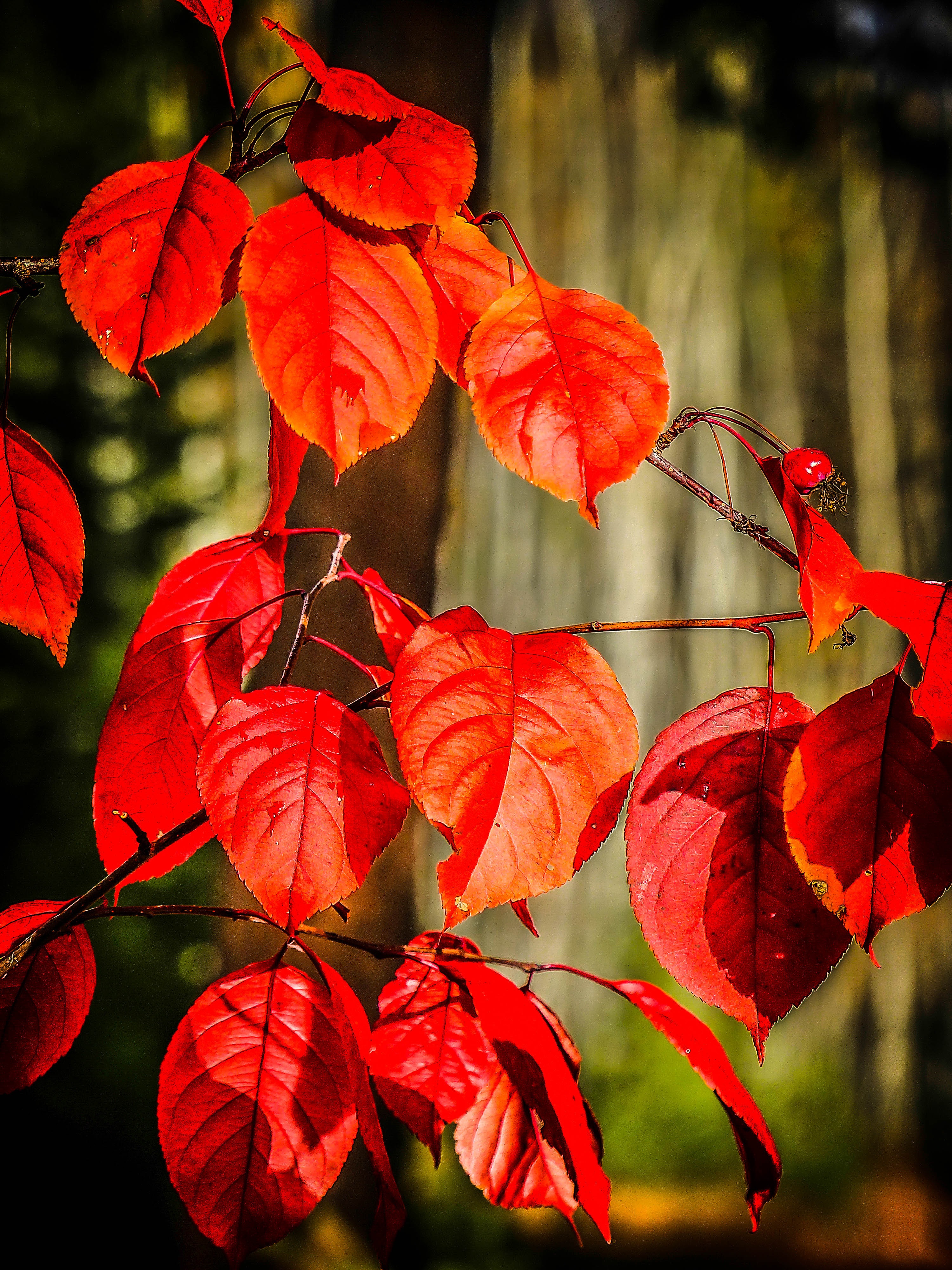 фото листьев осенью с названиями