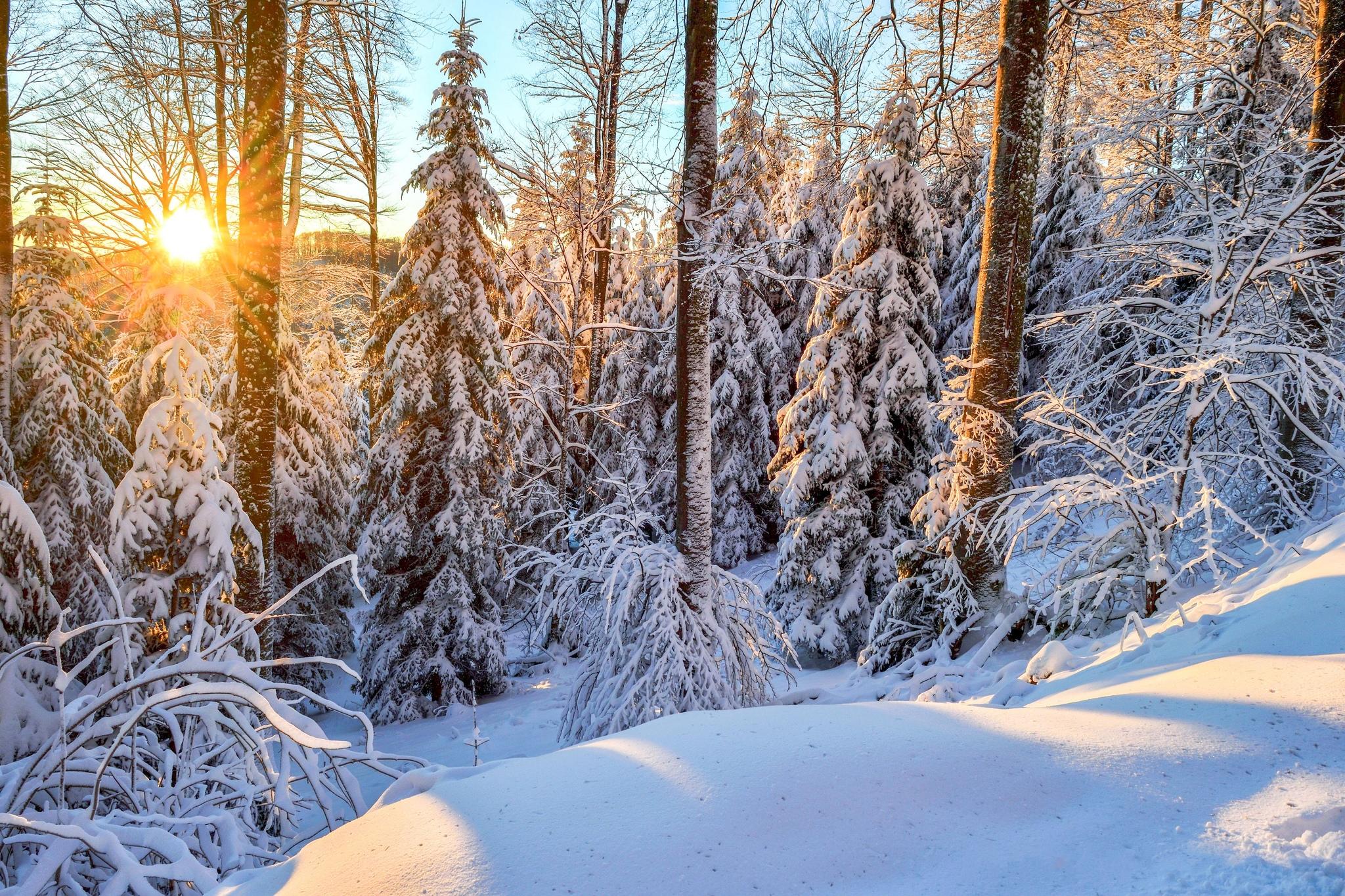 Видео природа зима. Зимний лес. Зимой в лесу. Красивый зимний лес. Зимний Лесной пейзаж.