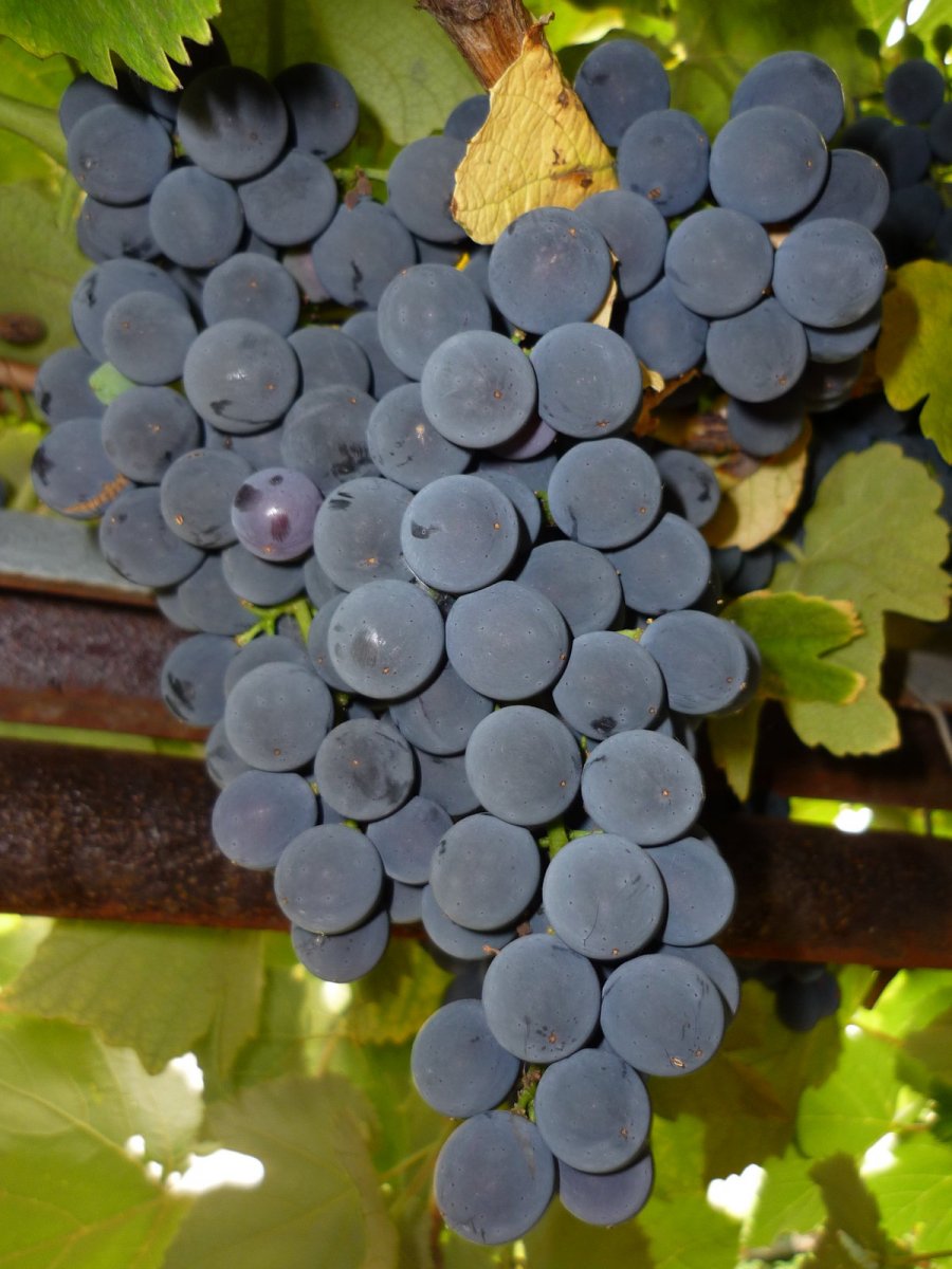 Купить кинельский виноград