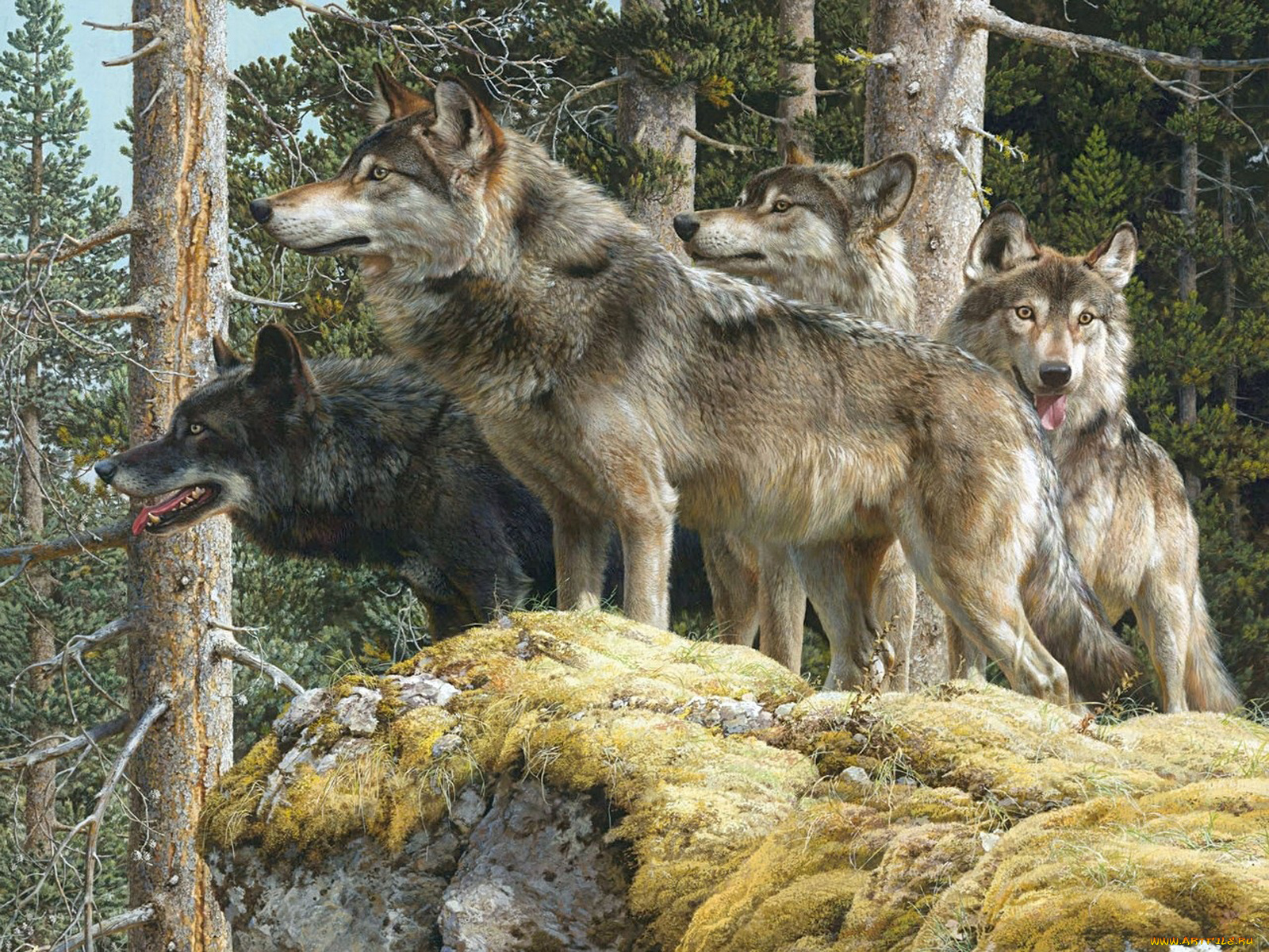 Дозор животные. Йеллоустонский национальный парк волки.