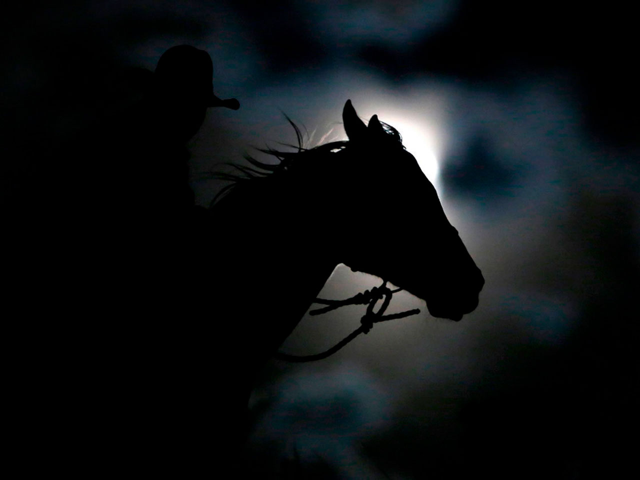 Лошадь ночью
