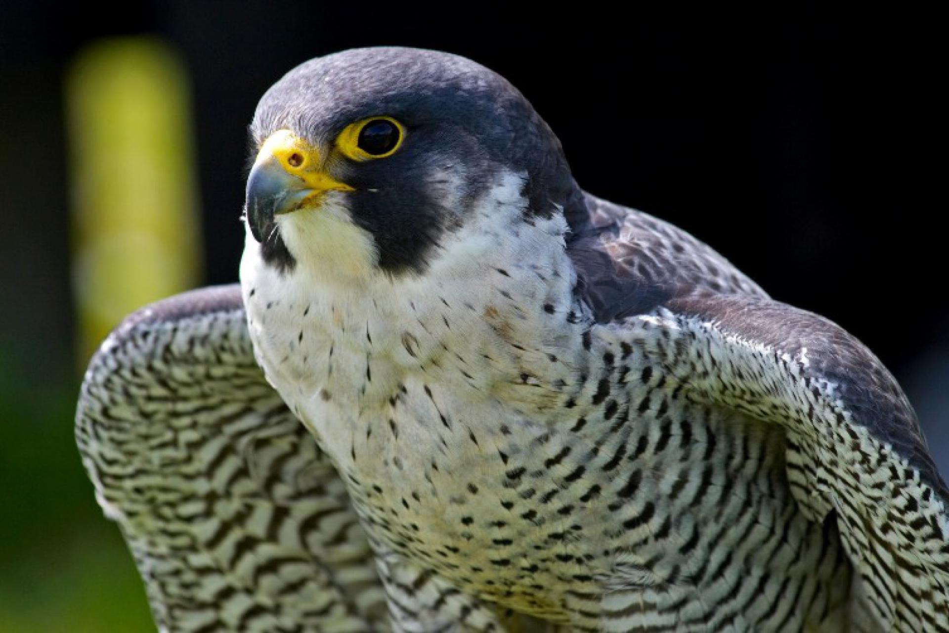 Fast bird. Сапсан птица. Сокол Сапсан. Сапсан Falco peregrinus. Хищные птицы Сокол Сапсан.