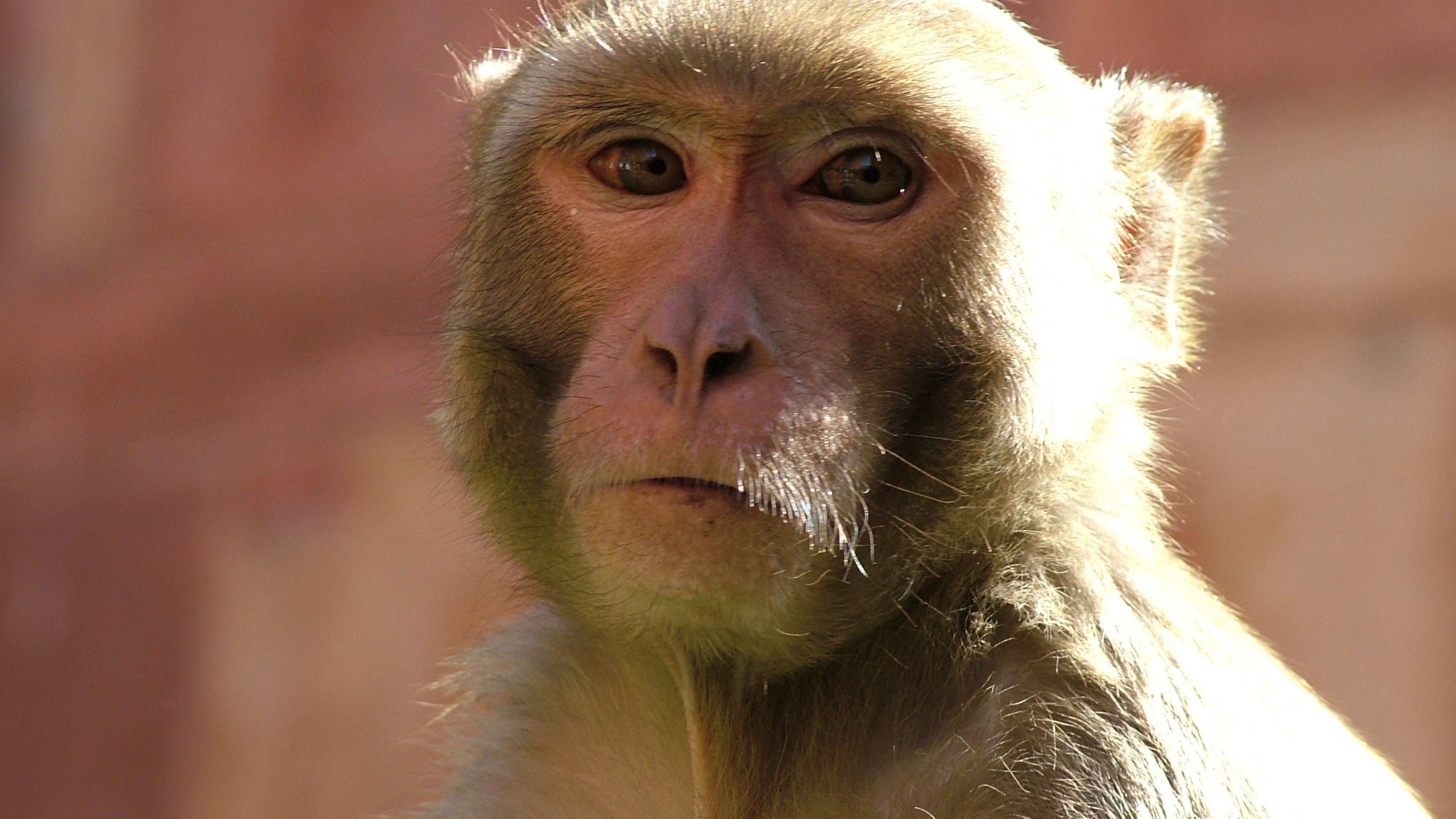 Макаки шимпанзе. Маймун обезьяна. Морда обезьяны. Сухоносые приматы. Обезьяна примат.