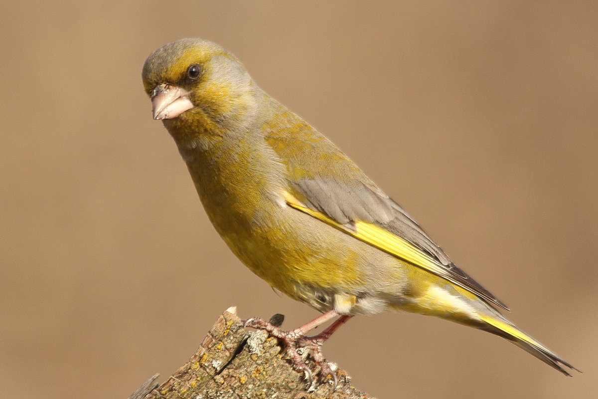 Желто коричневая птичка