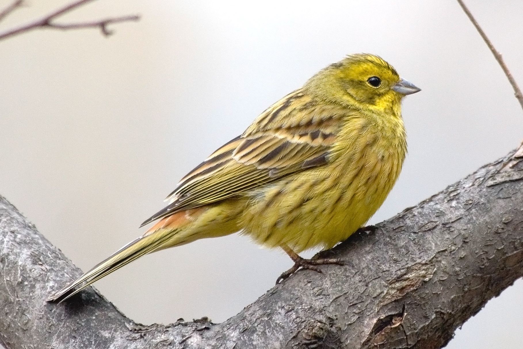 Желтая птица (Много фото) - treepics.ru