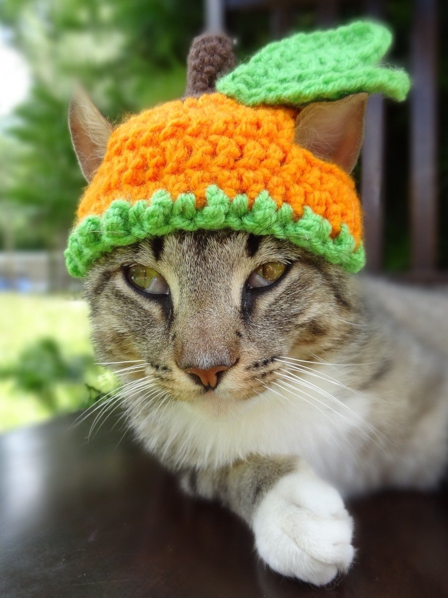 Кот в шапочке