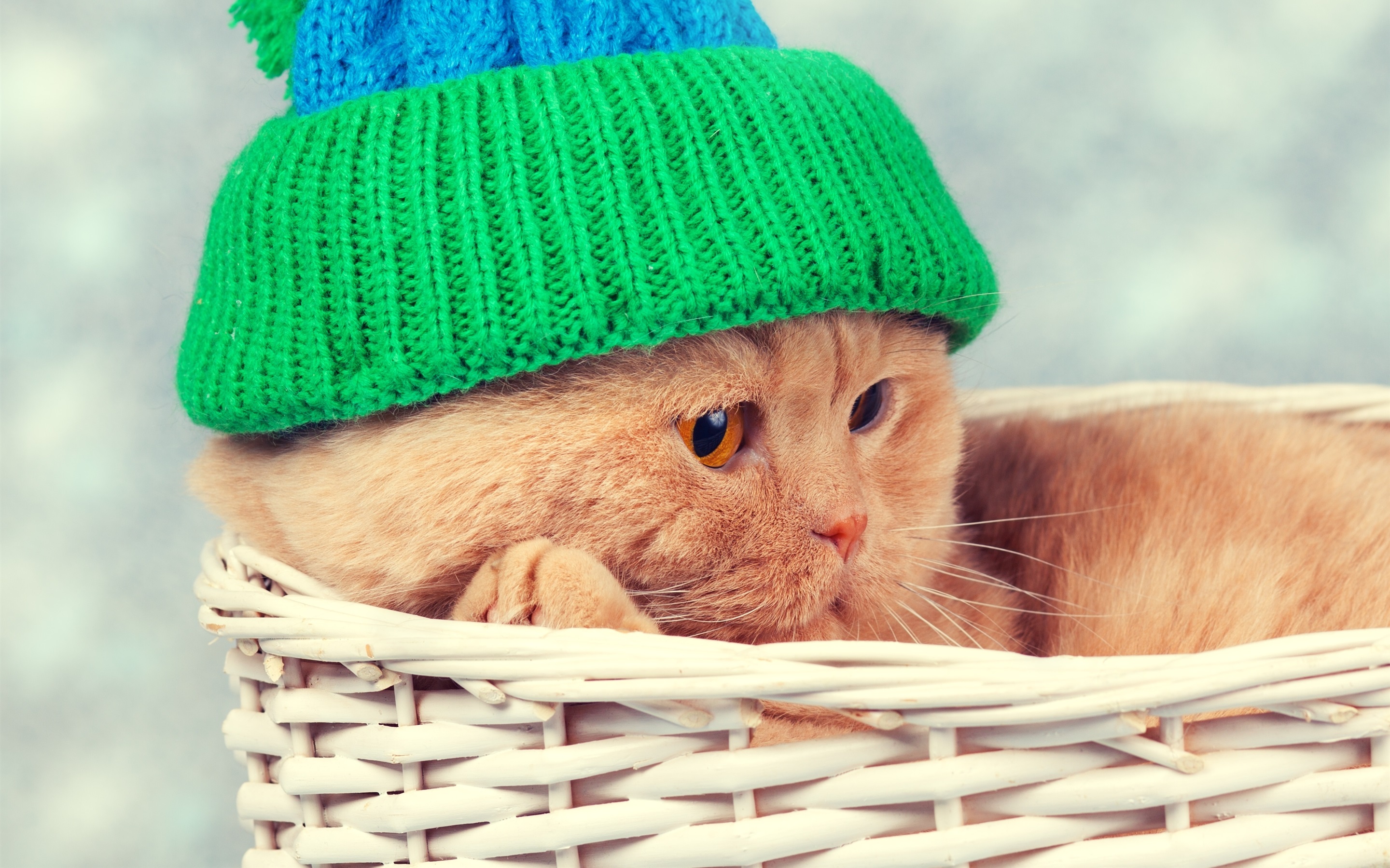 Смешные котики на телефон. Кот в шапке. Шапка 'кошка'. Котенок в шапочке. Шапочка котика.