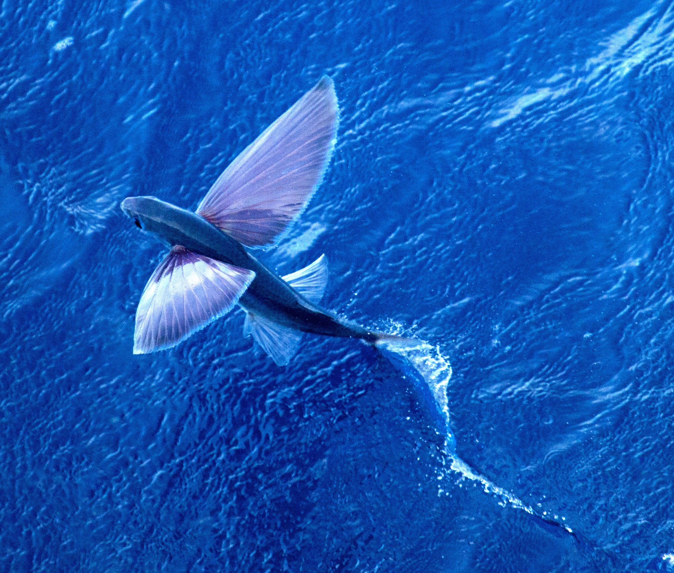 Летающая Рыба Фото