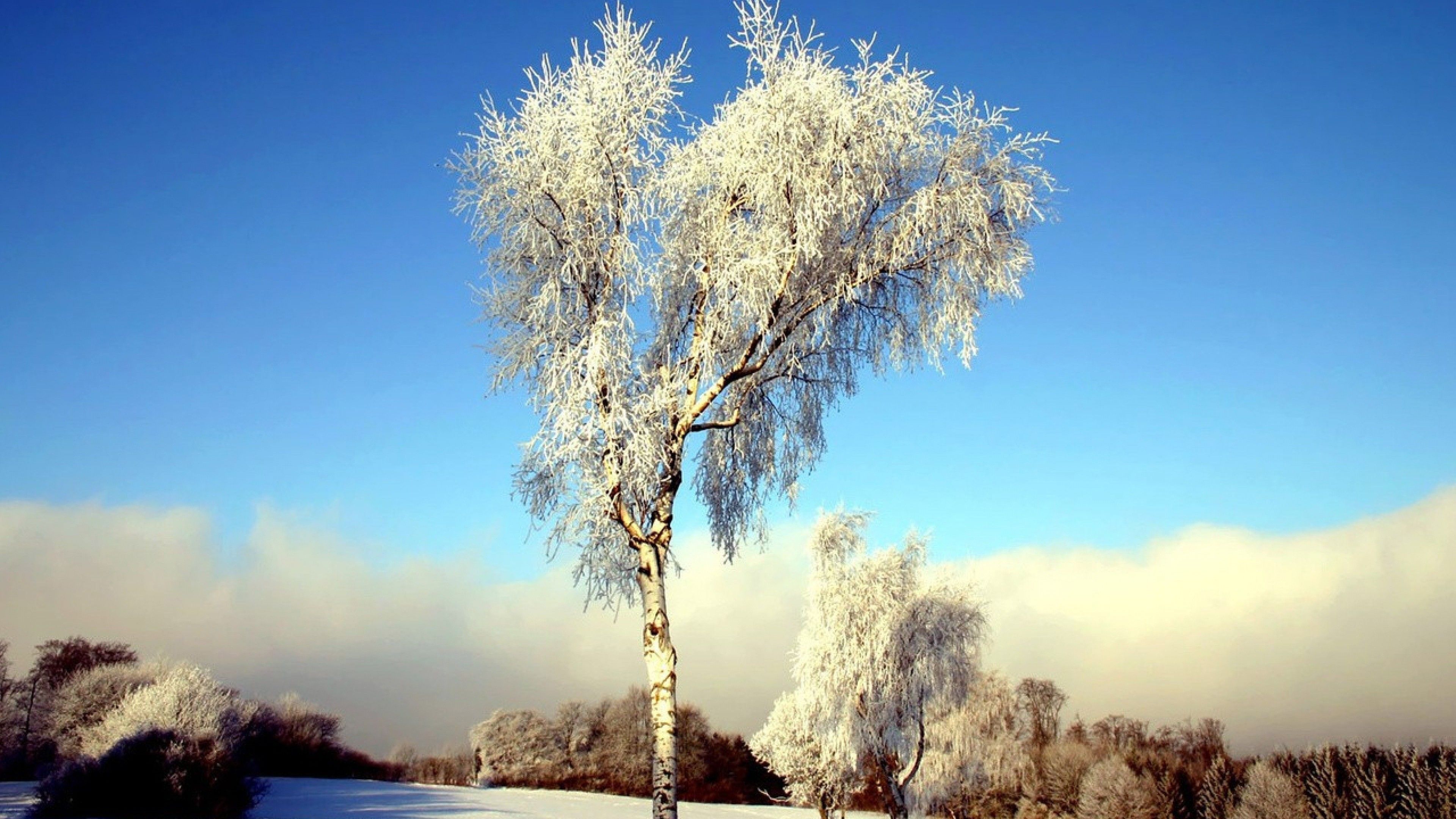 Зима красивые деревья. Береза зимой. Зимнее дерево. Береза в снегу. Снежные деревья.