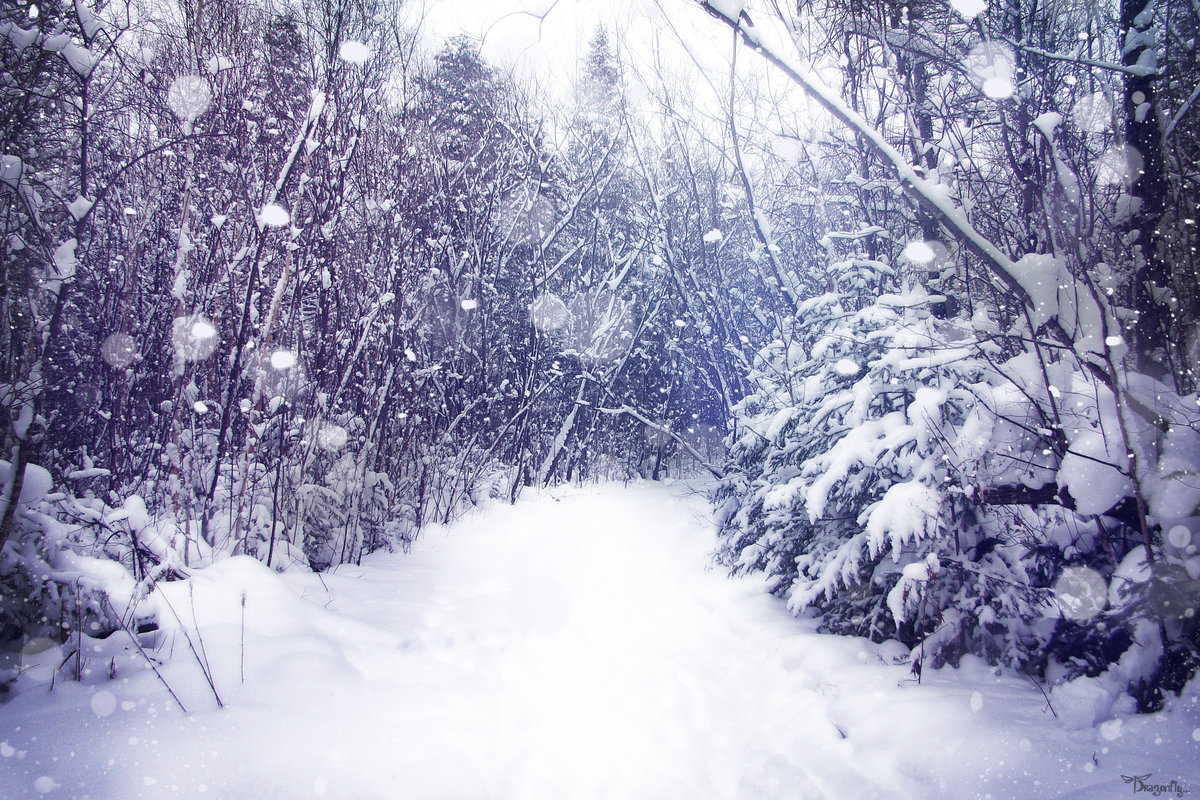 Зима шагает. Красивый снегопад. Зима снегопад. Падающий снег. Снегопад в лесу.