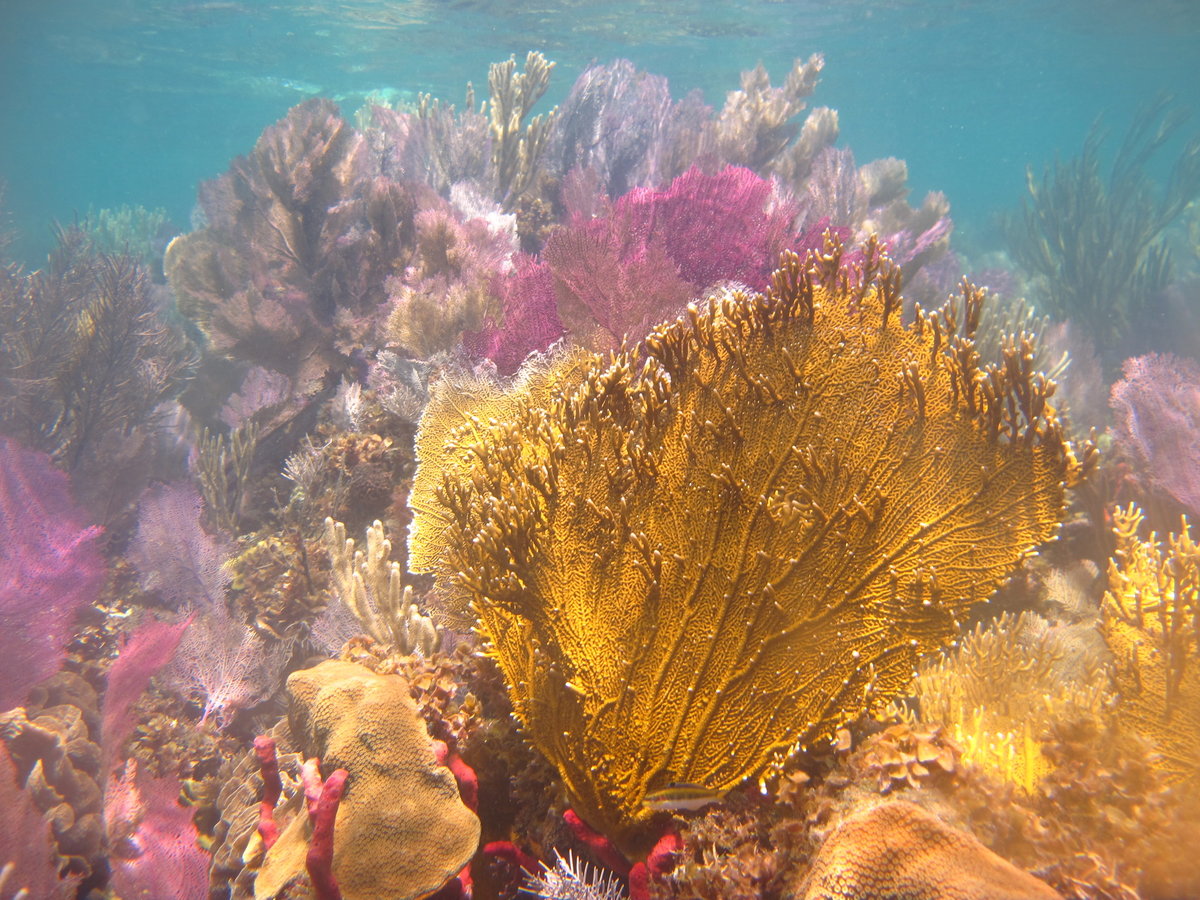 Бурые водоросли глубоководные