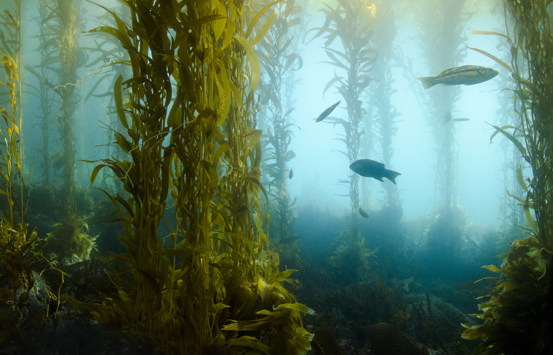 Водный мир озера. Водоросли келп ламинариевые. Морские водоросли келп. Келп бурая водоросль. Ламинария Kelp.