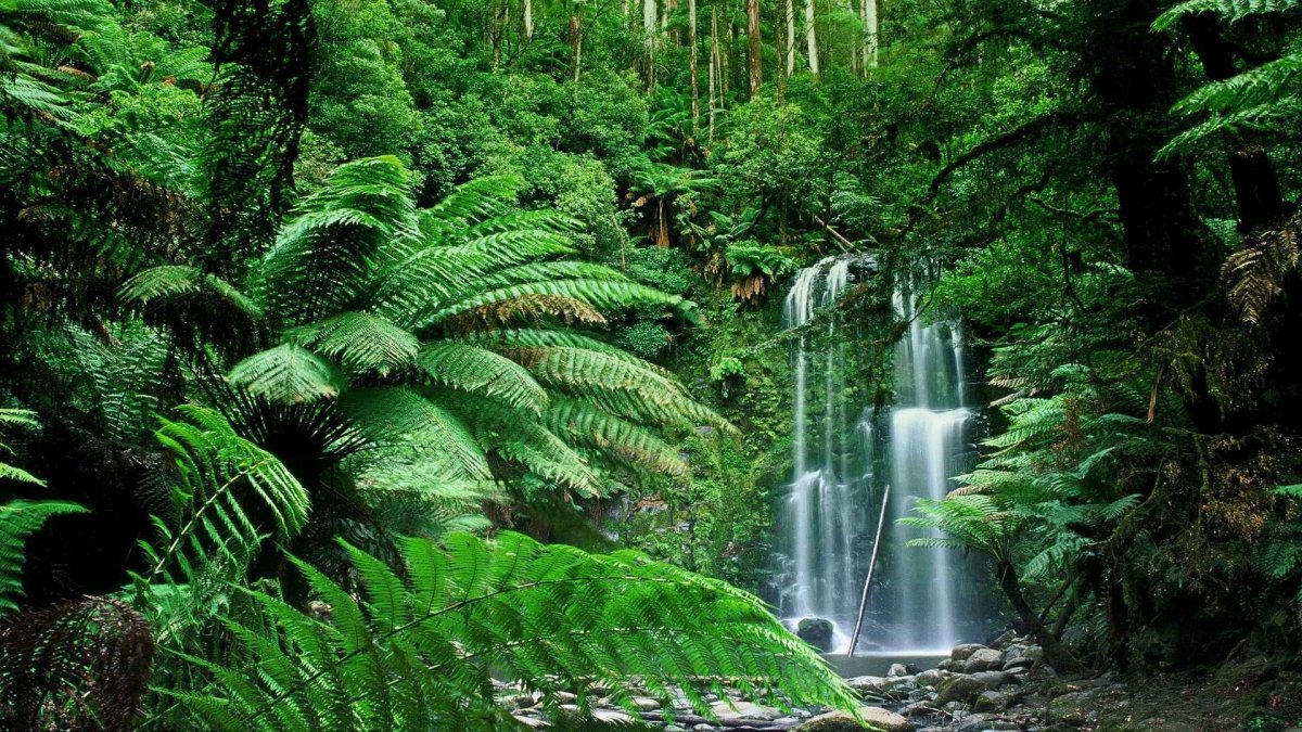 Влажный тропический лес