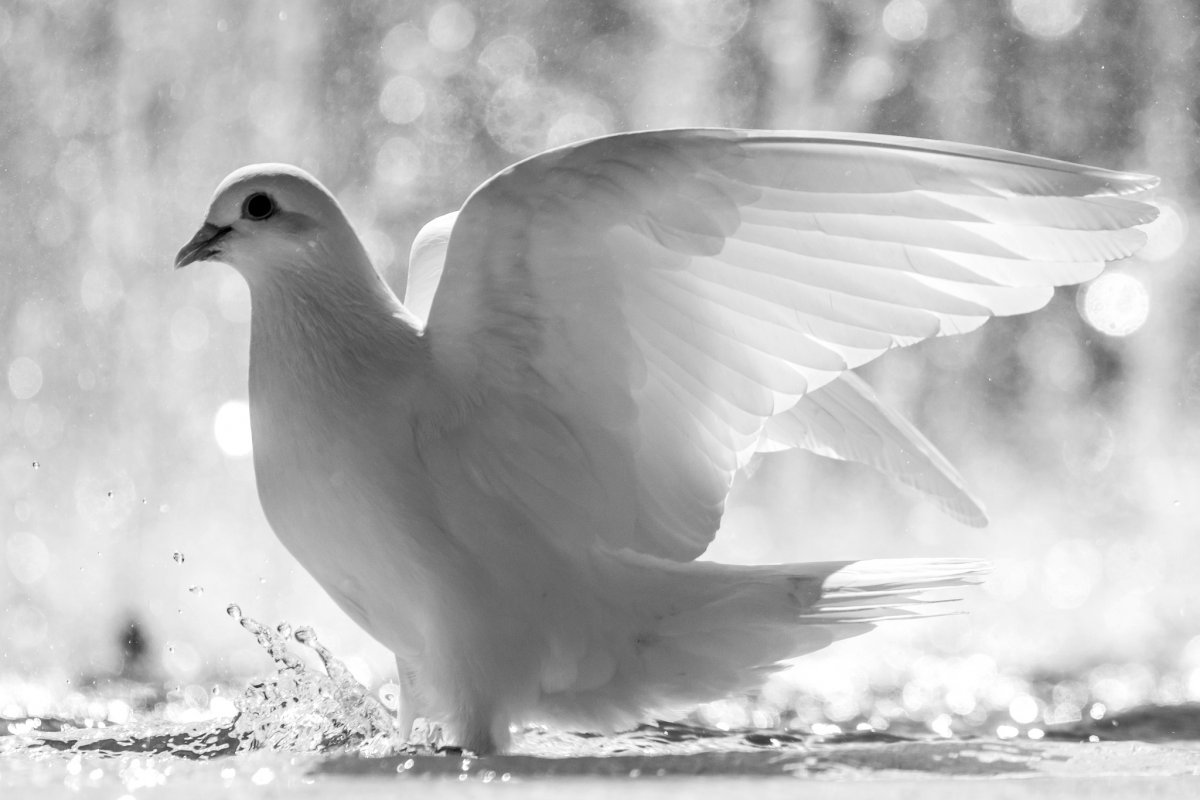 Белые птицы
