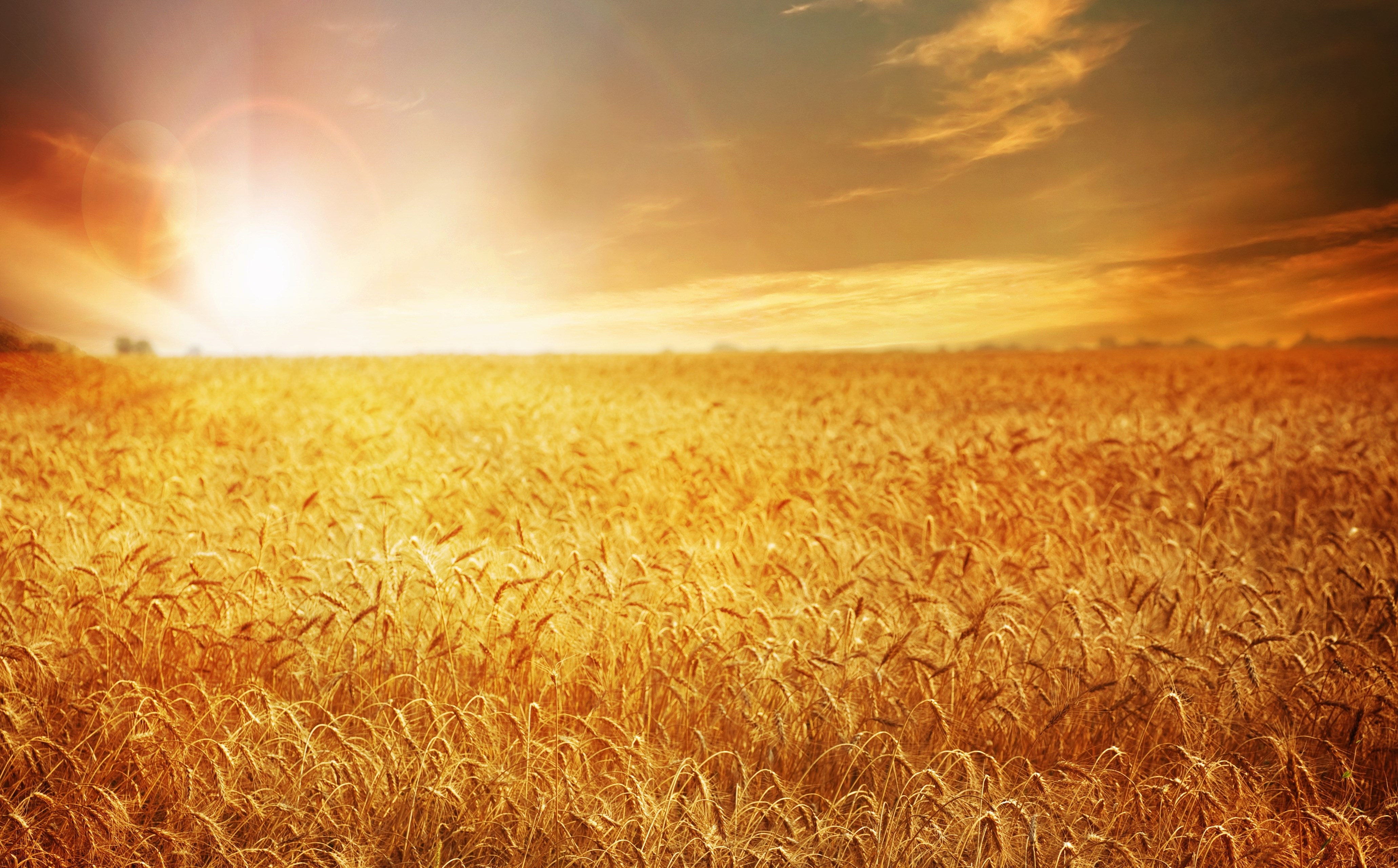 Пшеничный фон. Каратай Золотая рожь. Поле с золотыми колосьями. Пшеничное поле Кисловодск. Путнин пшеничное поле.