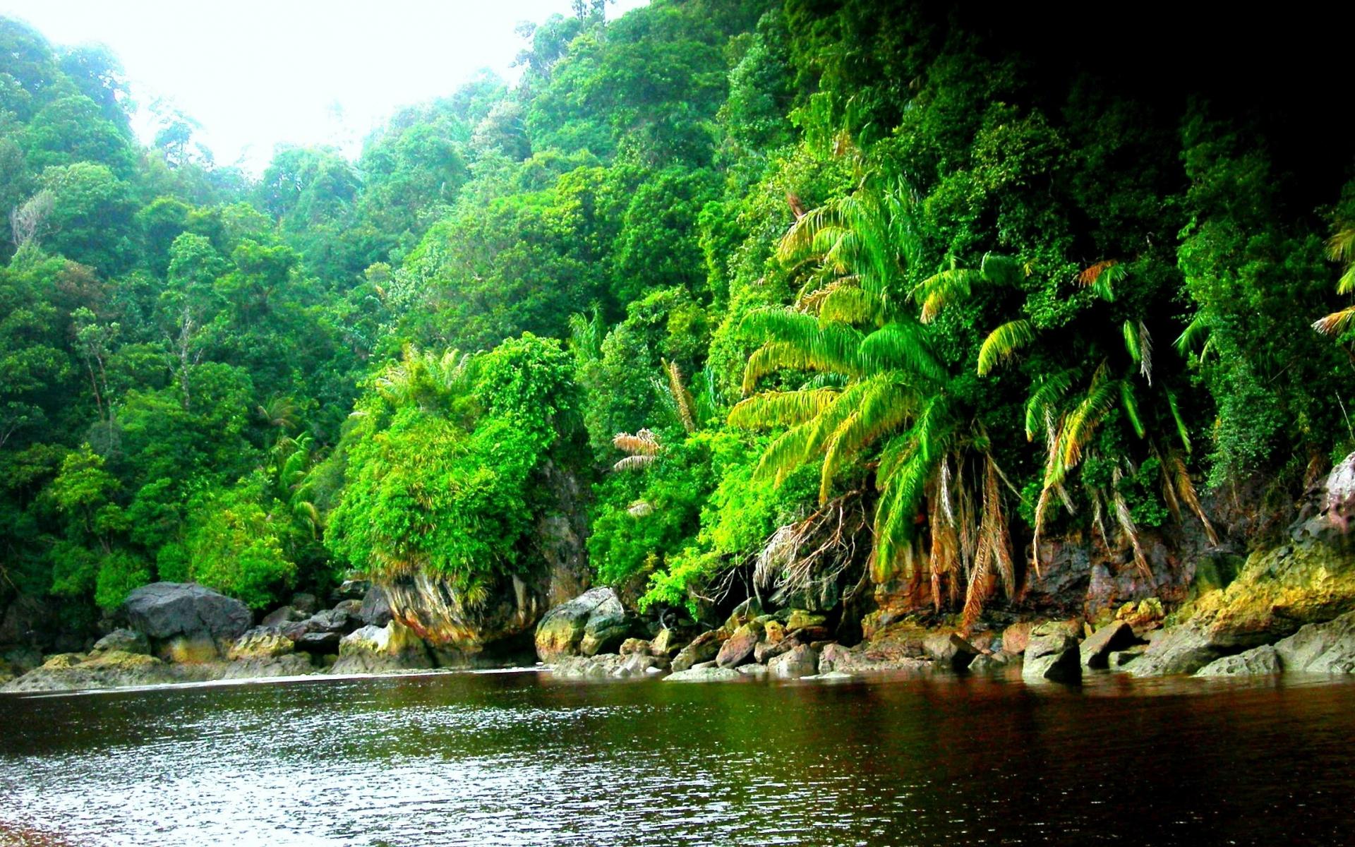 Джангл фото. Чунцин тропические джунгли. Река Амазонка джунгли. Тропические леса Юго Восточной Азии. Тропические джунгли Индии.