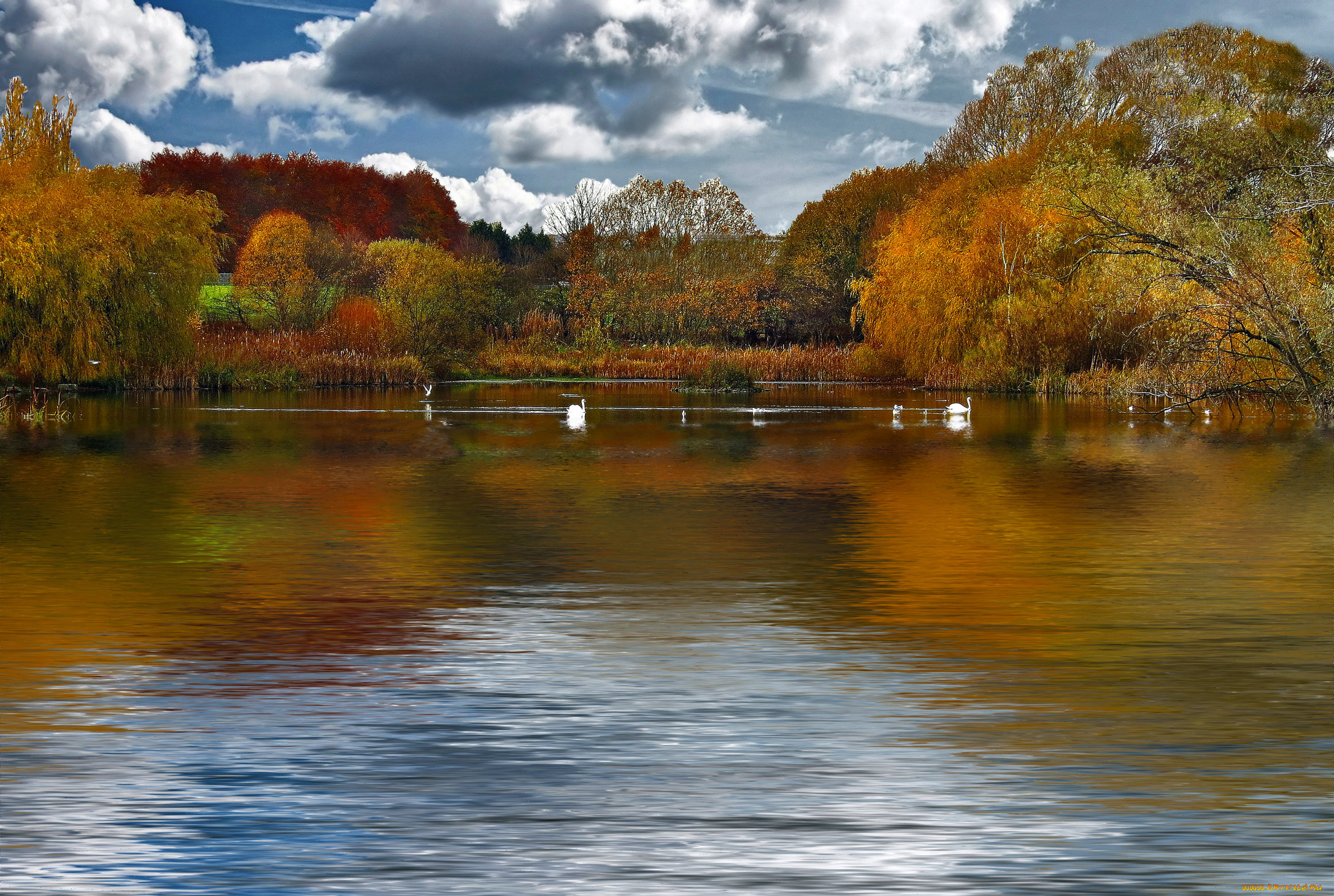 Пруд янтарный. Нарышкинский пруд осенью. Осень пруд. Осеннее озеро. Осень озеро.