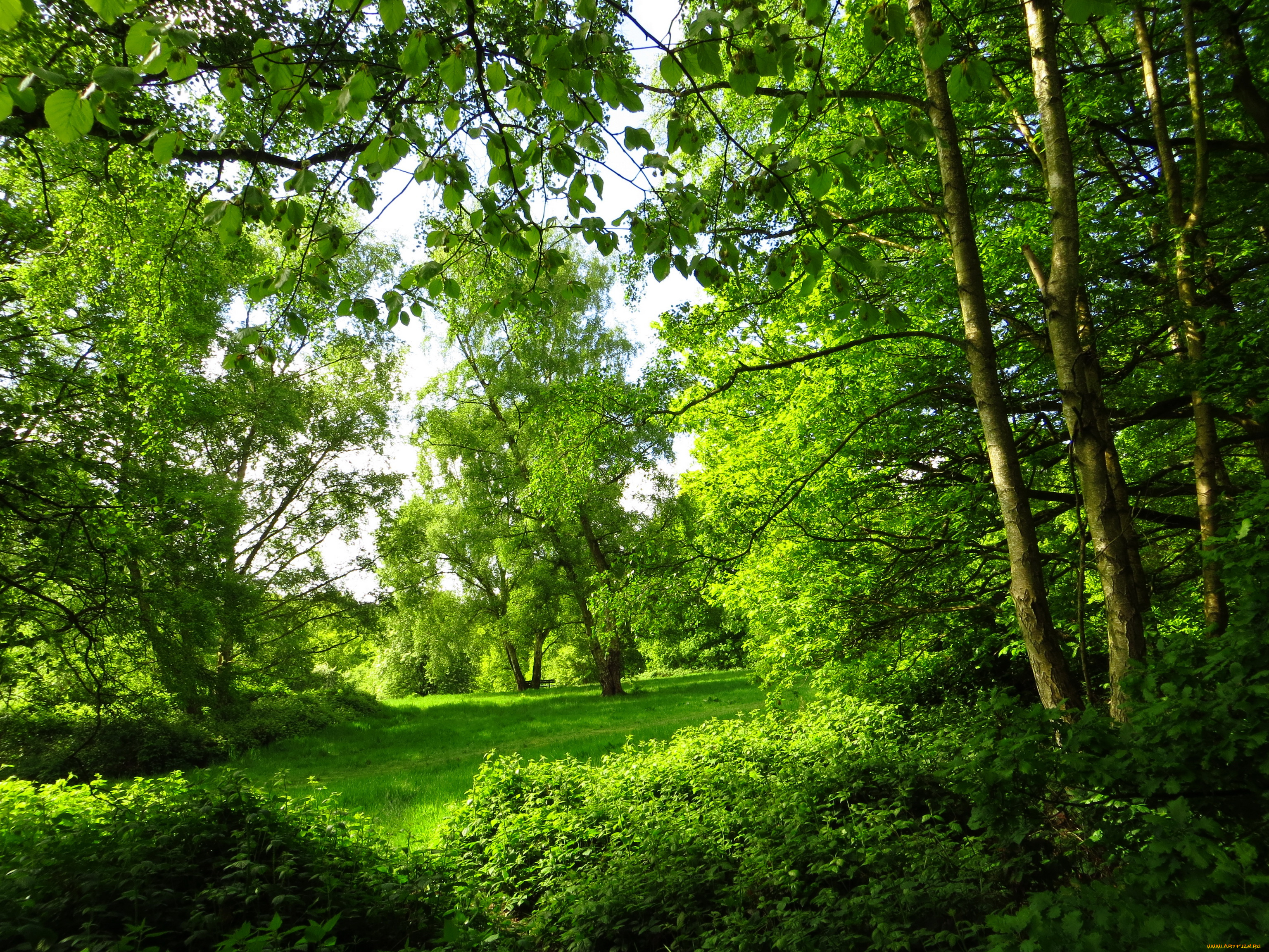 Фото деревьев лето. Летний лес. Зеленый лес. Лето в лесу. Природа зелень.