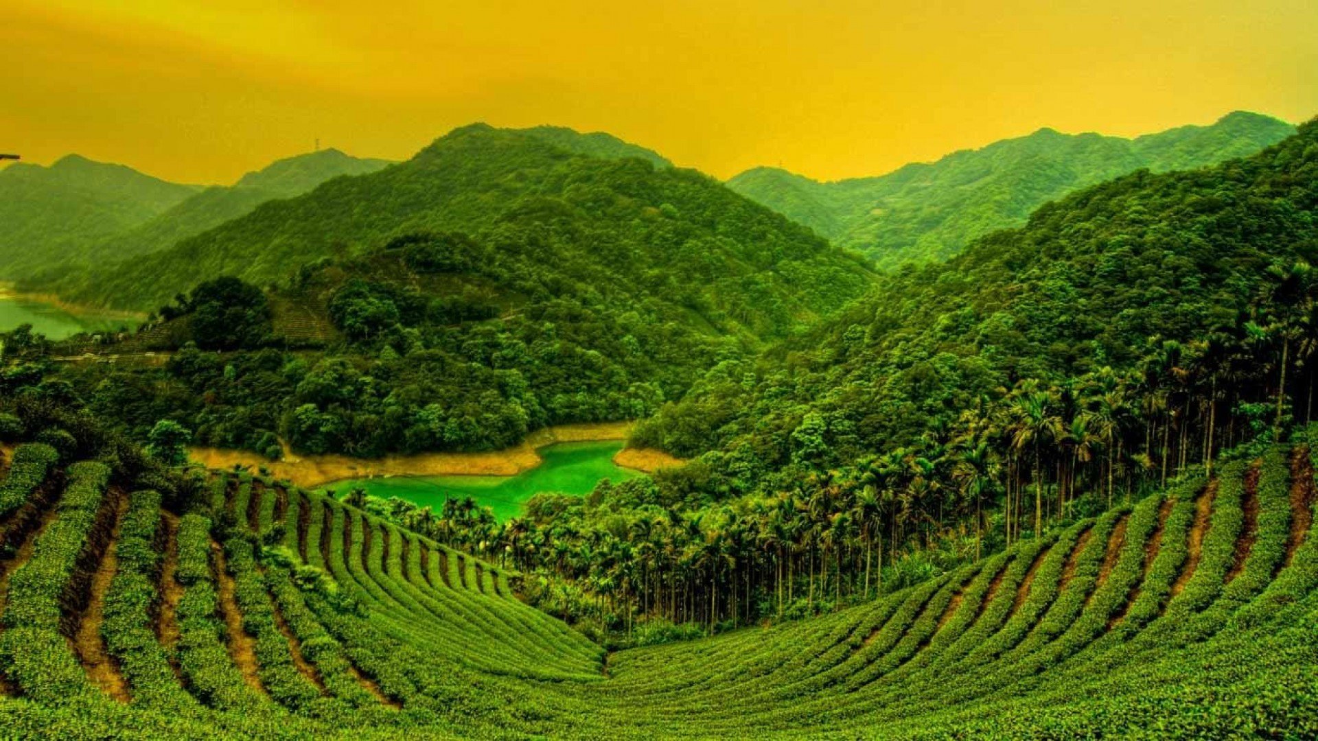 Ферма шри ланка. Юньнань чайные плантации. Муннар чайные плантации. Китай Юньнань чайные плантации. Шри Ланка чайные плантации.