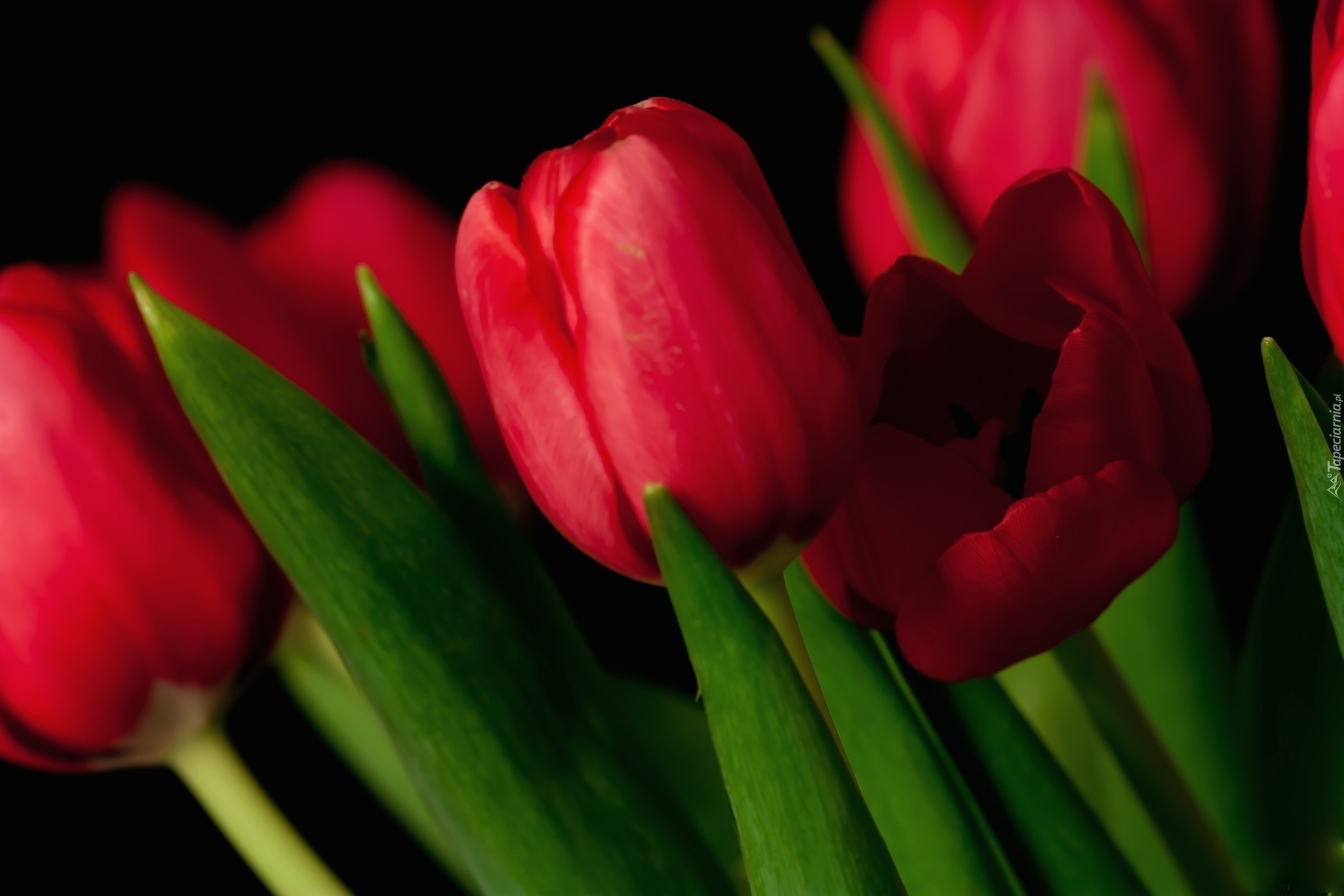 Тюльпаны картинки хорошего качества. Цветы тюльпаны. Красные тюльпаны. Тюльпаны на рабочий стол. Обои на рабочий стол тюльпаны.
