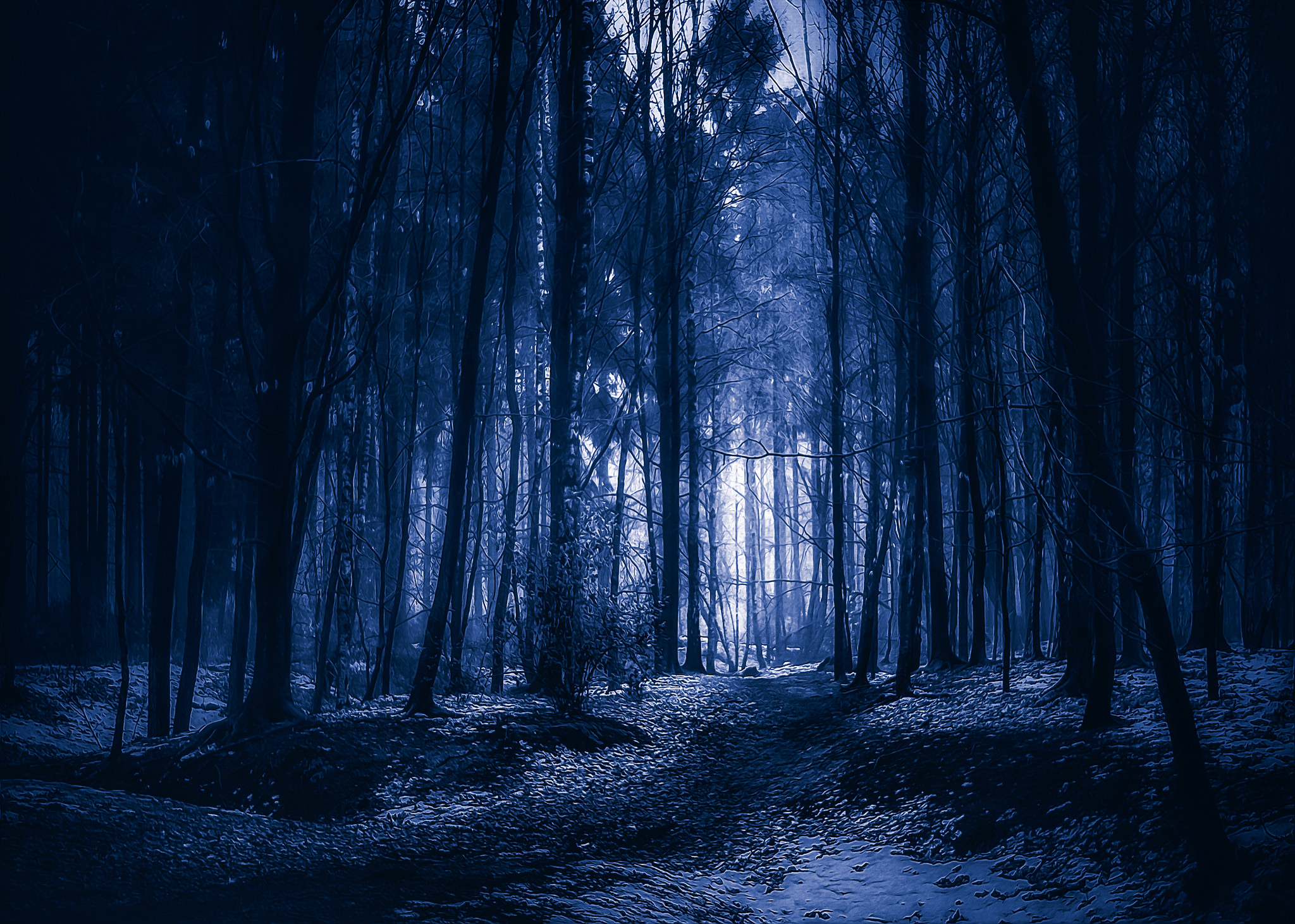 Ночь лес красиво. Темный лес. Ночной лес. «Ночь в лесу». Страшный лес ночью.