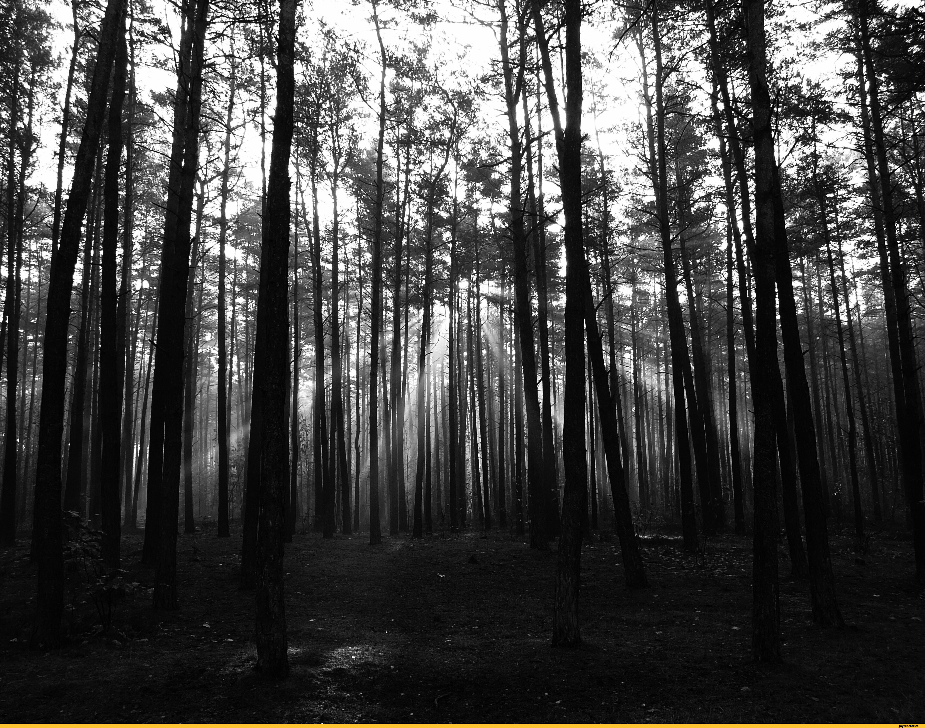 Темные плотно стоящие. Шварцвальд темный лес. Мрачный лес. Страшный лес. Мрачный Сосновый лес.
