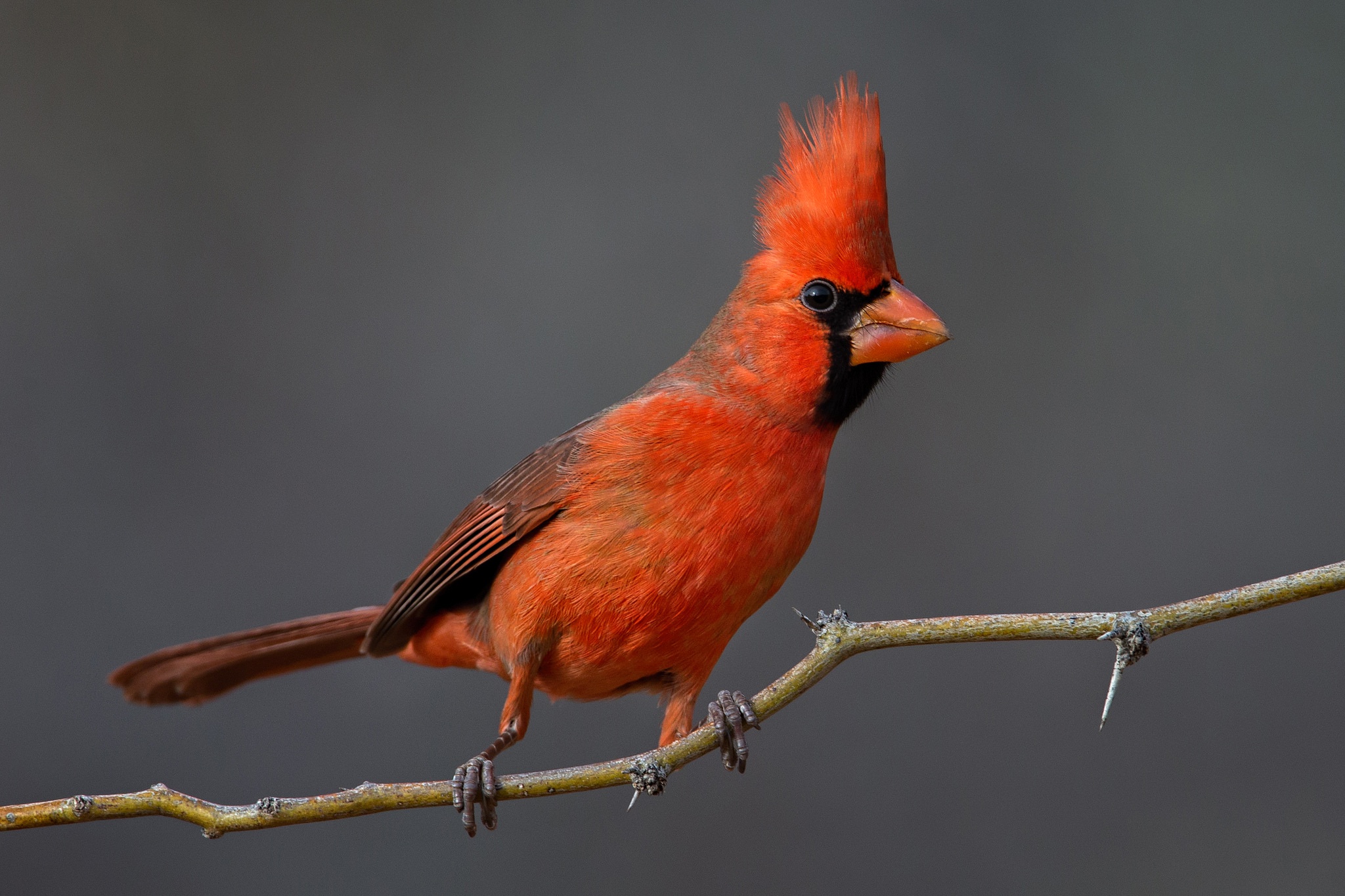 Оранжевый Кардинал птица