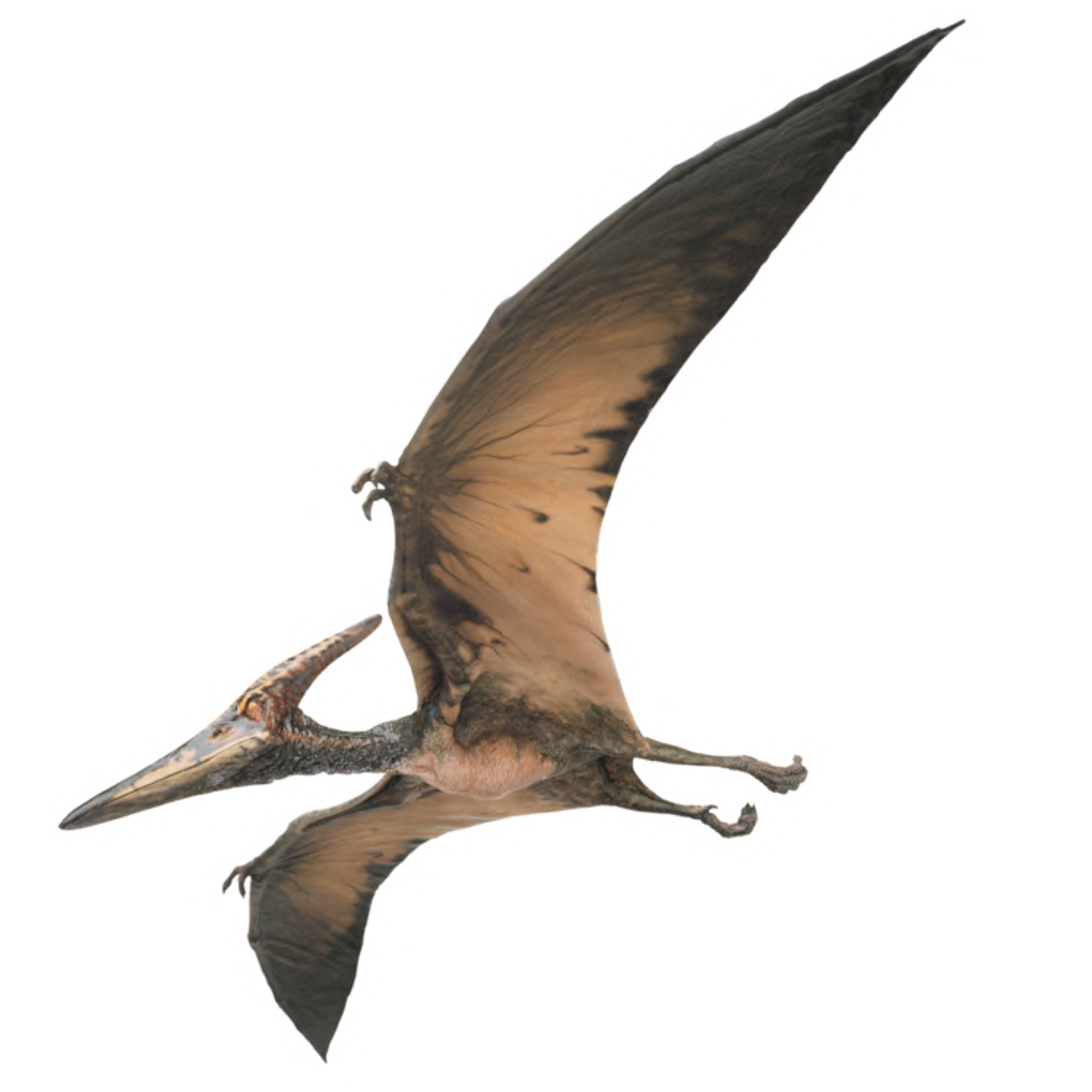 Птерадон. Птерозавр Птеранодон. Динозавры летающие птеродактиль. Эудиморфодон птерозавры. Летающий динозавр птерадаптель.