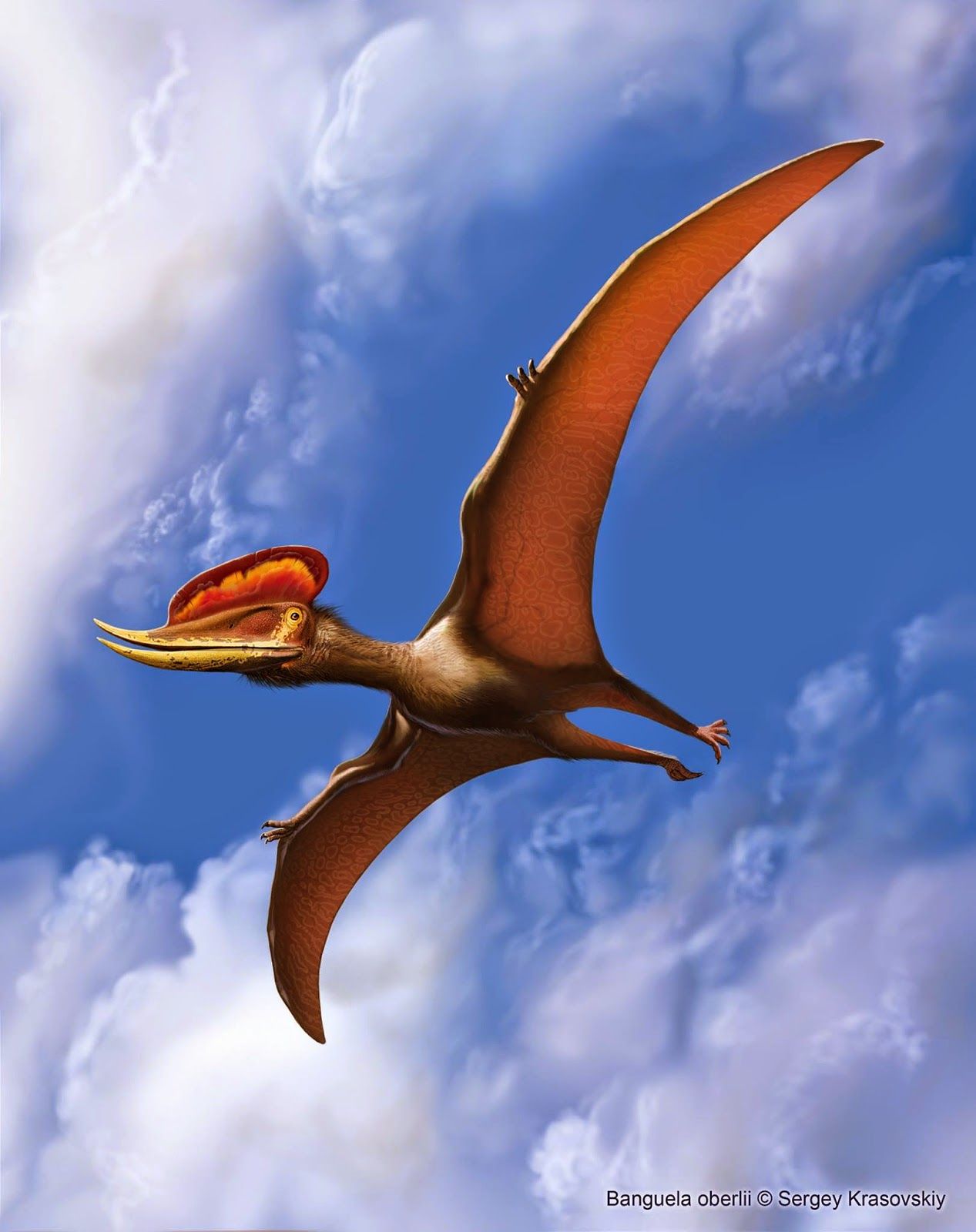 Жила на свете птеранодон. Птеродактиль динозавр. Птерозавр Птеранодон. Динозавры летающие Птеранодон. Фобетор Птерозавр.