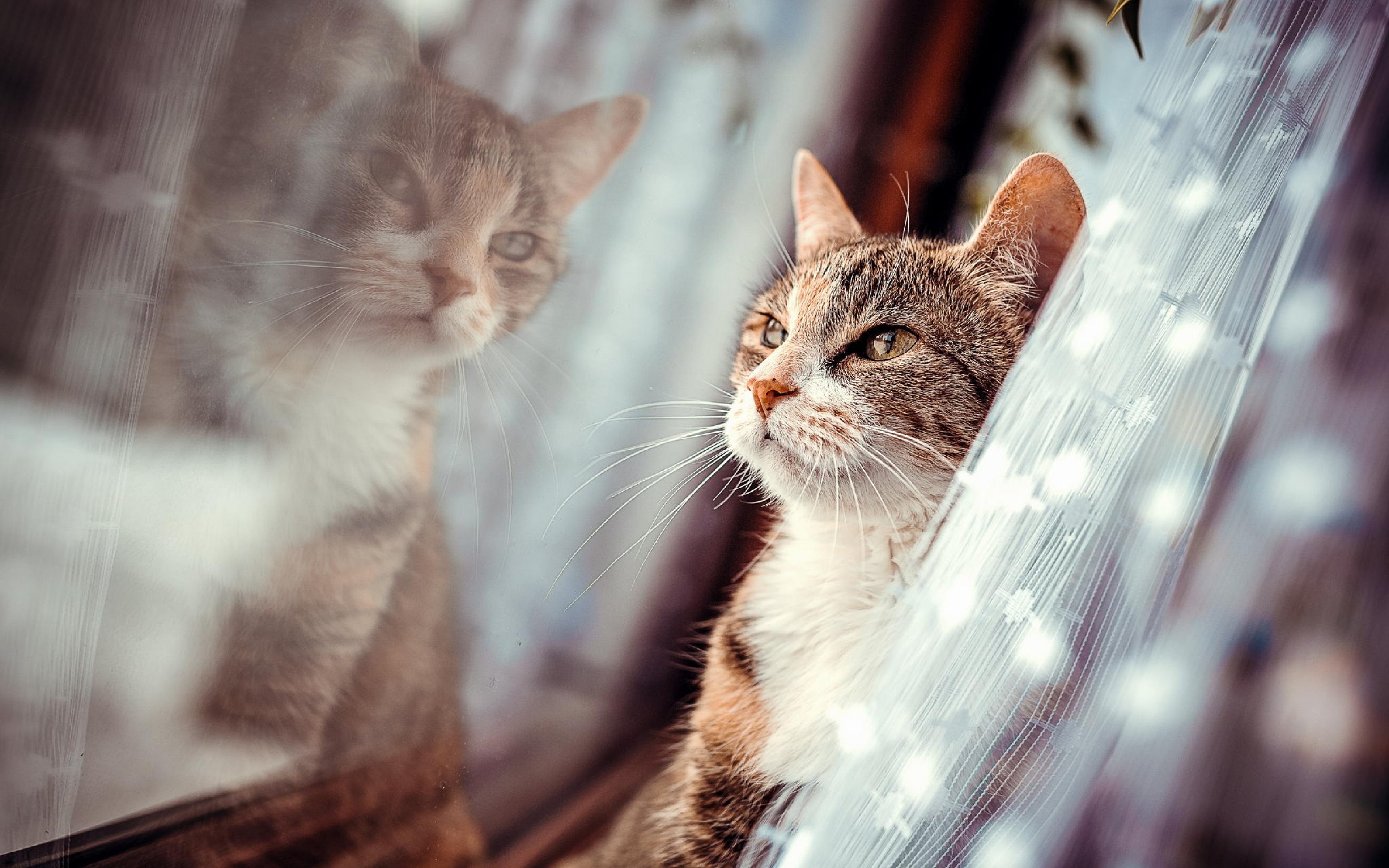 Мечтающая кошка. Кошка на окне. Котенок у окна. Коты в окне. Кошки на окошке.