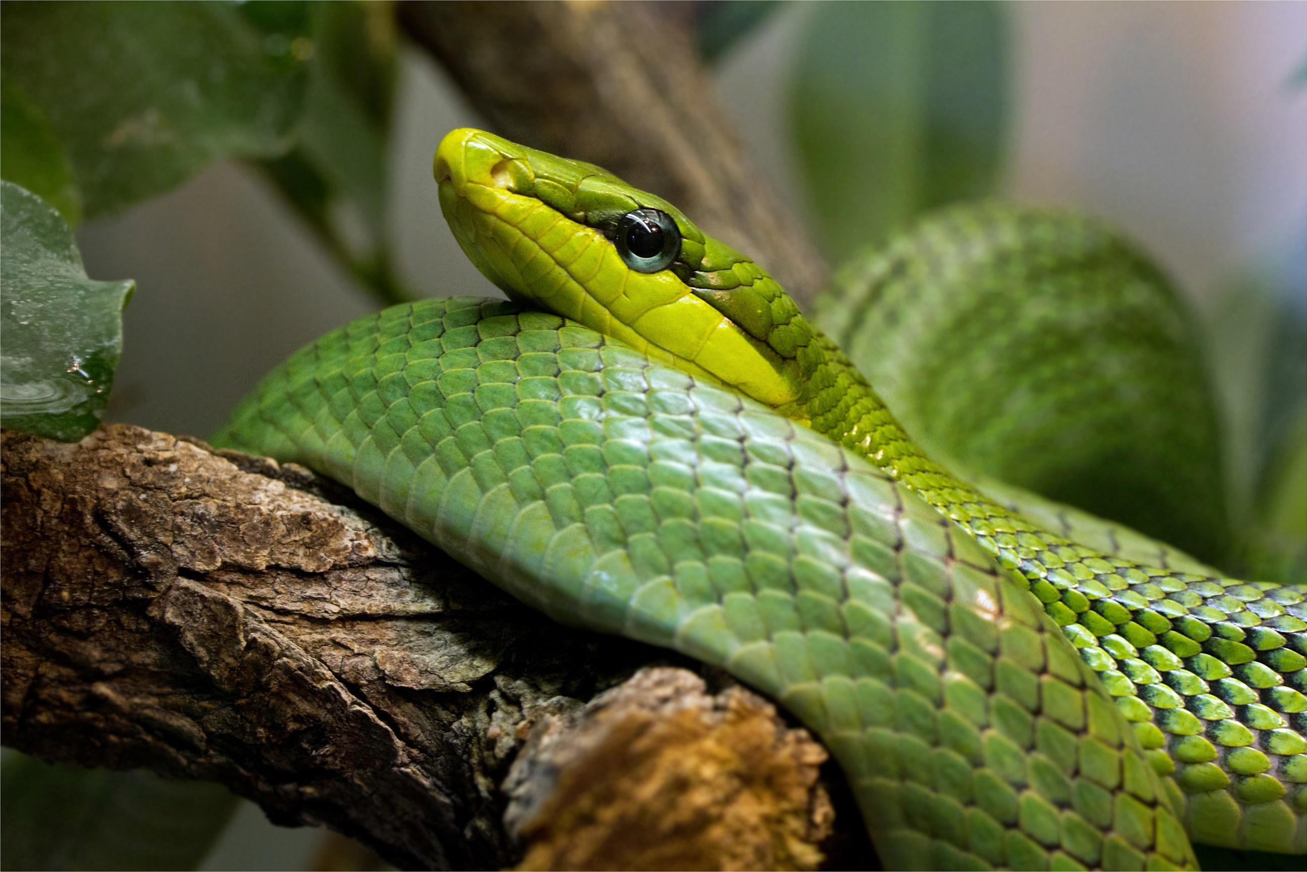 Зеленая змейка. Смарагдовый полоз зеленый. Зеленая куфия. Зеленая гадюка. Африканский бумсланг змея.