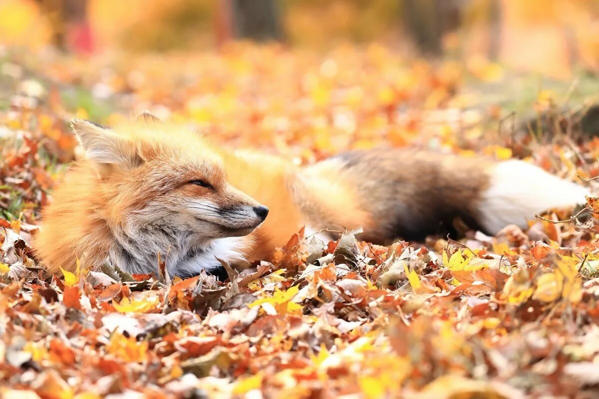 Осенний зверь. Осенняя лиса. Лиса осень. Животные осенью. Лисенок осень.
