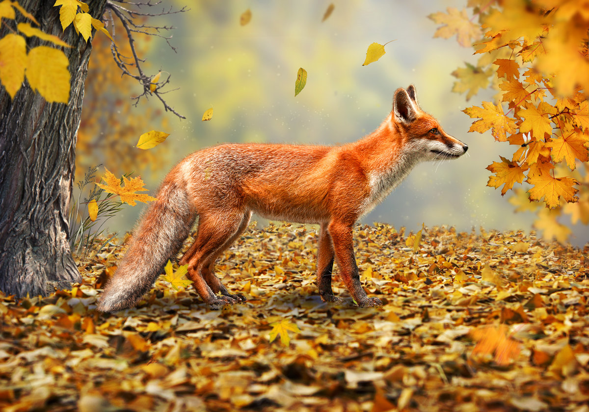 Помет лисы в лесу фото