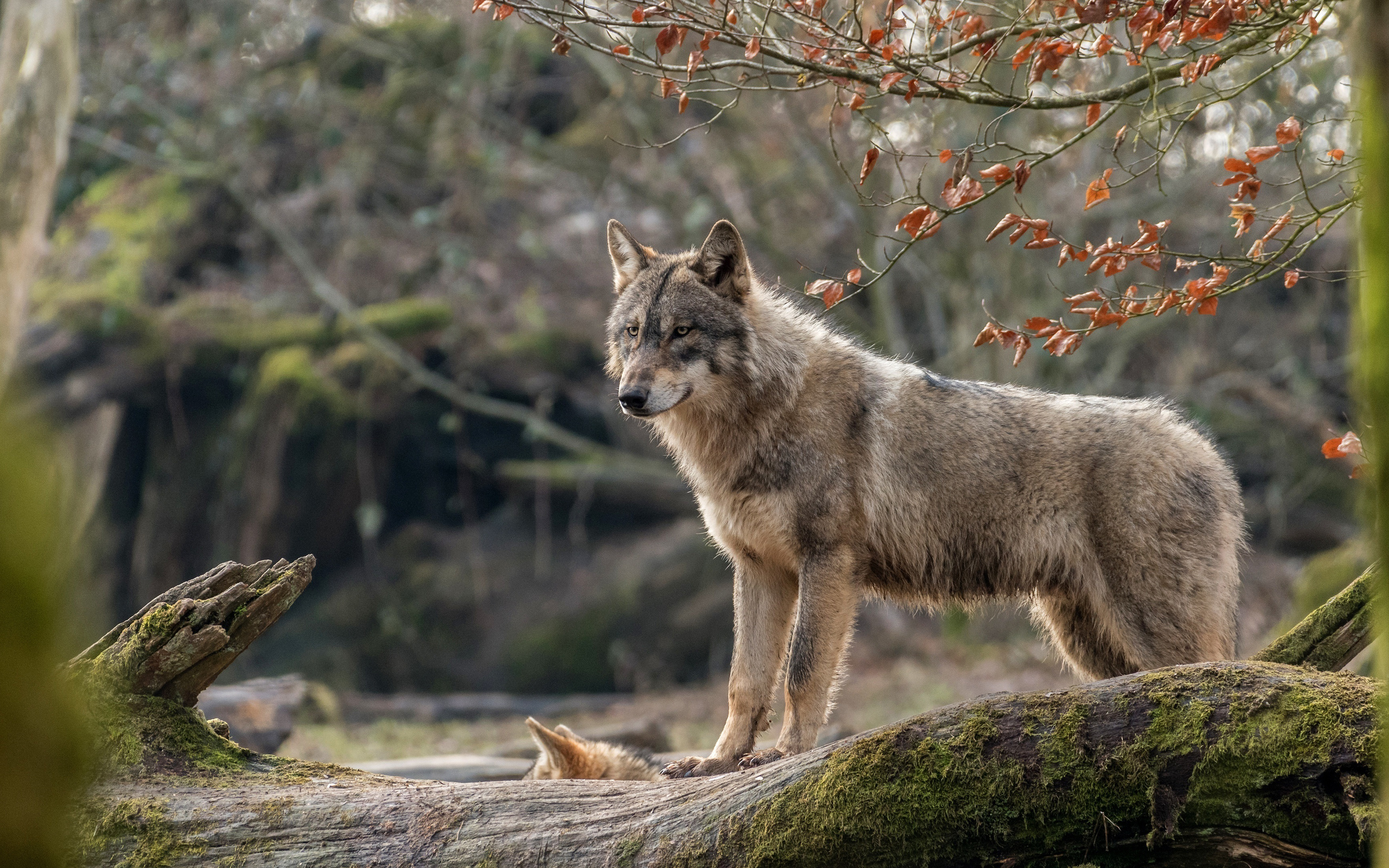 Волки в пейзаже фото