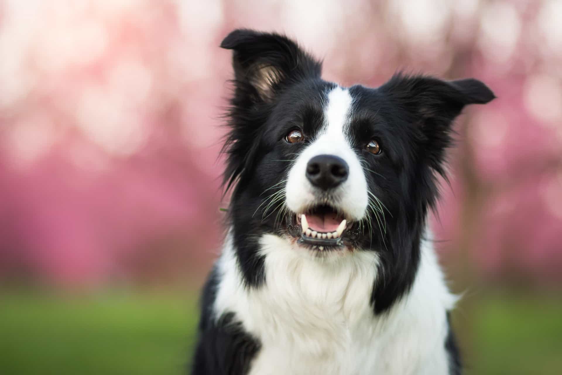 породы умных собак с фотографиями