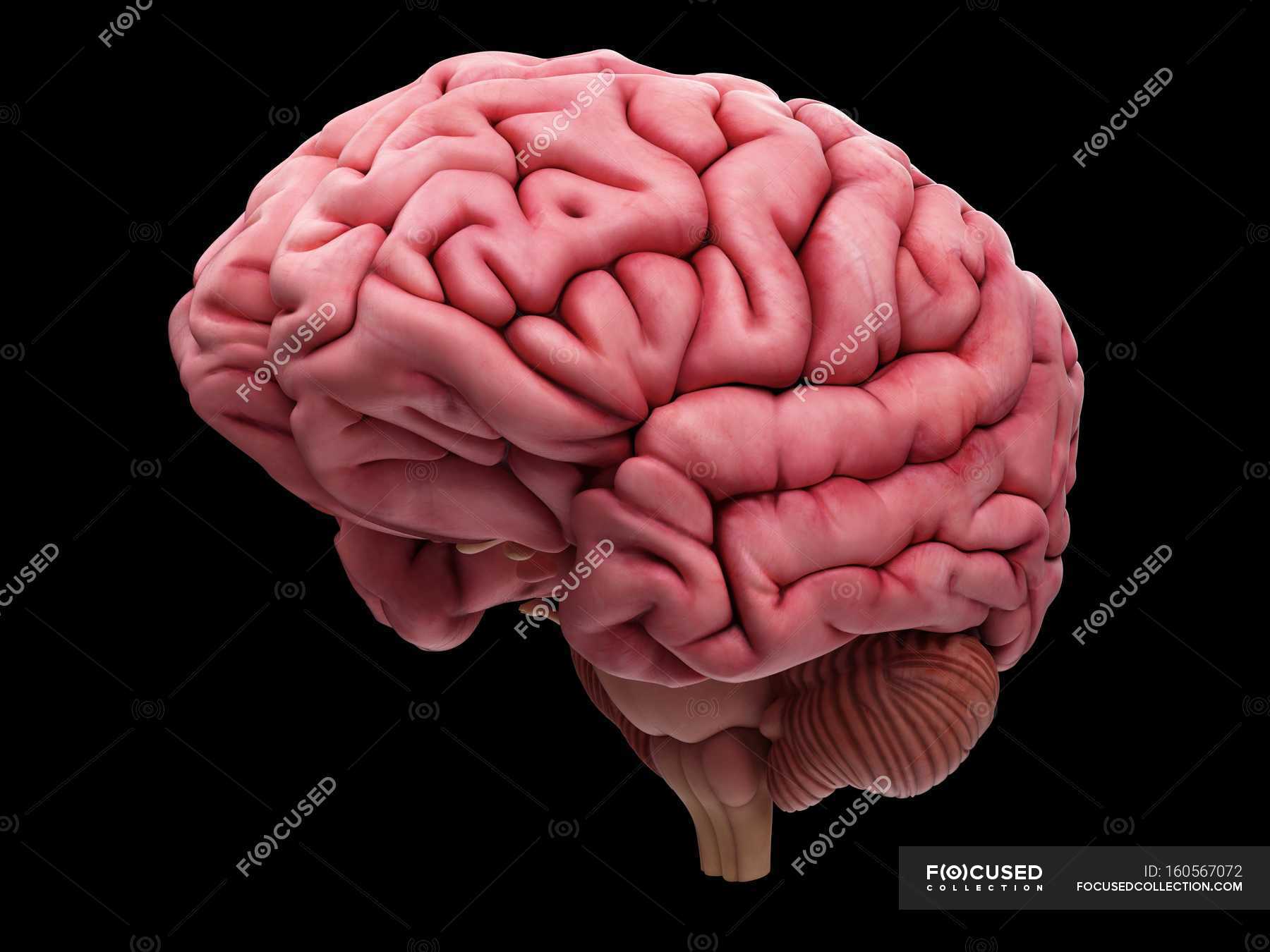 Brain 106. Отделы мозга человека анатомия. Мозг и нервная система человека. Центральная борозда мозга. Пудрение мозга.