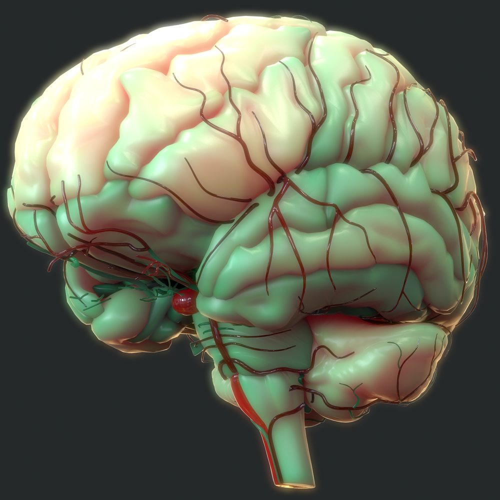 Человеческий мозг. Головной мозг. Изучение головного мозга человека.