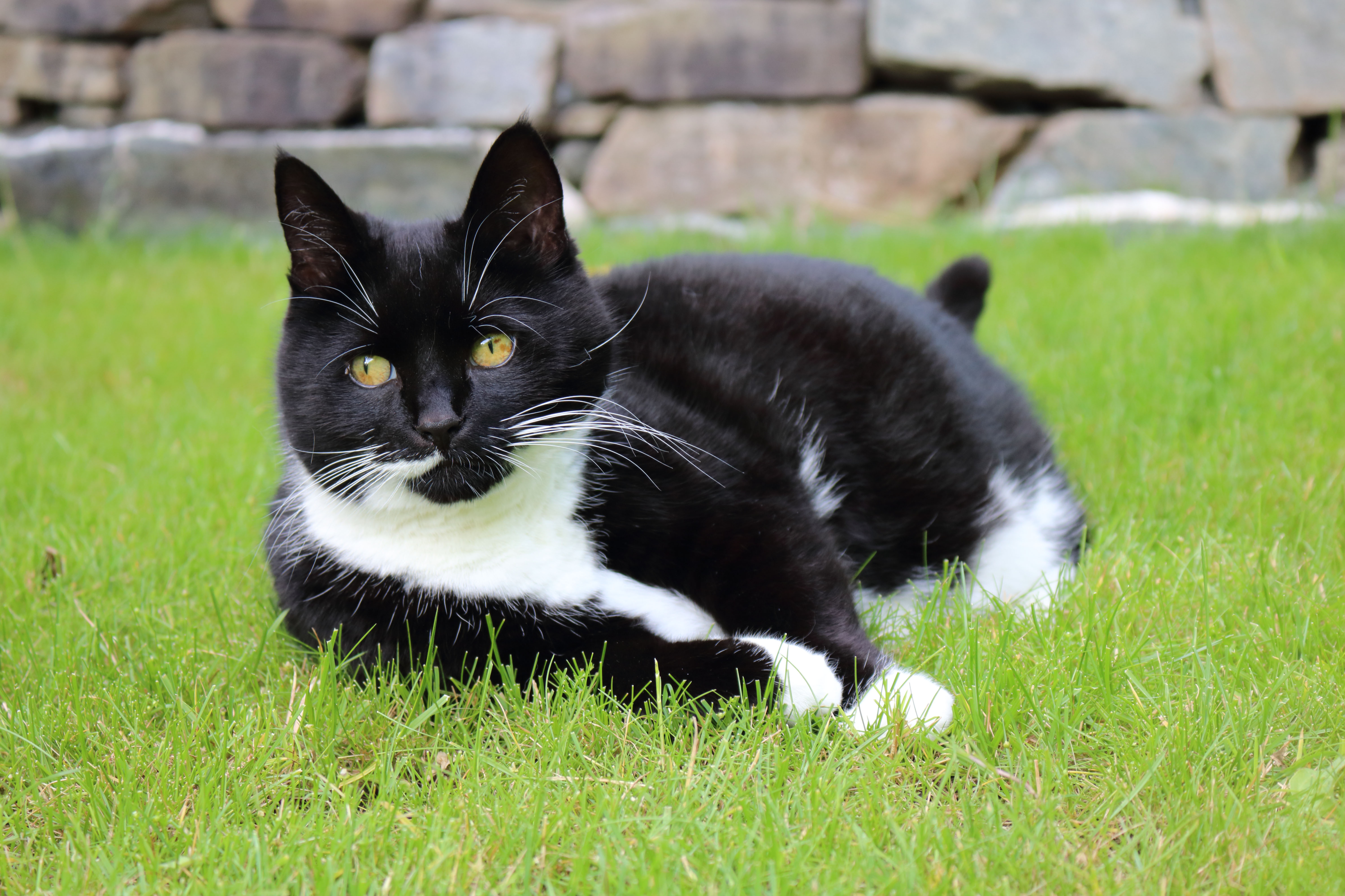 Черно белые котики. Европейская короткошерстная кошка черно-белая. Бразильская короткошерстная кошка черно белая. Сибирская биколор короткошерстная. Акринская порода кот.