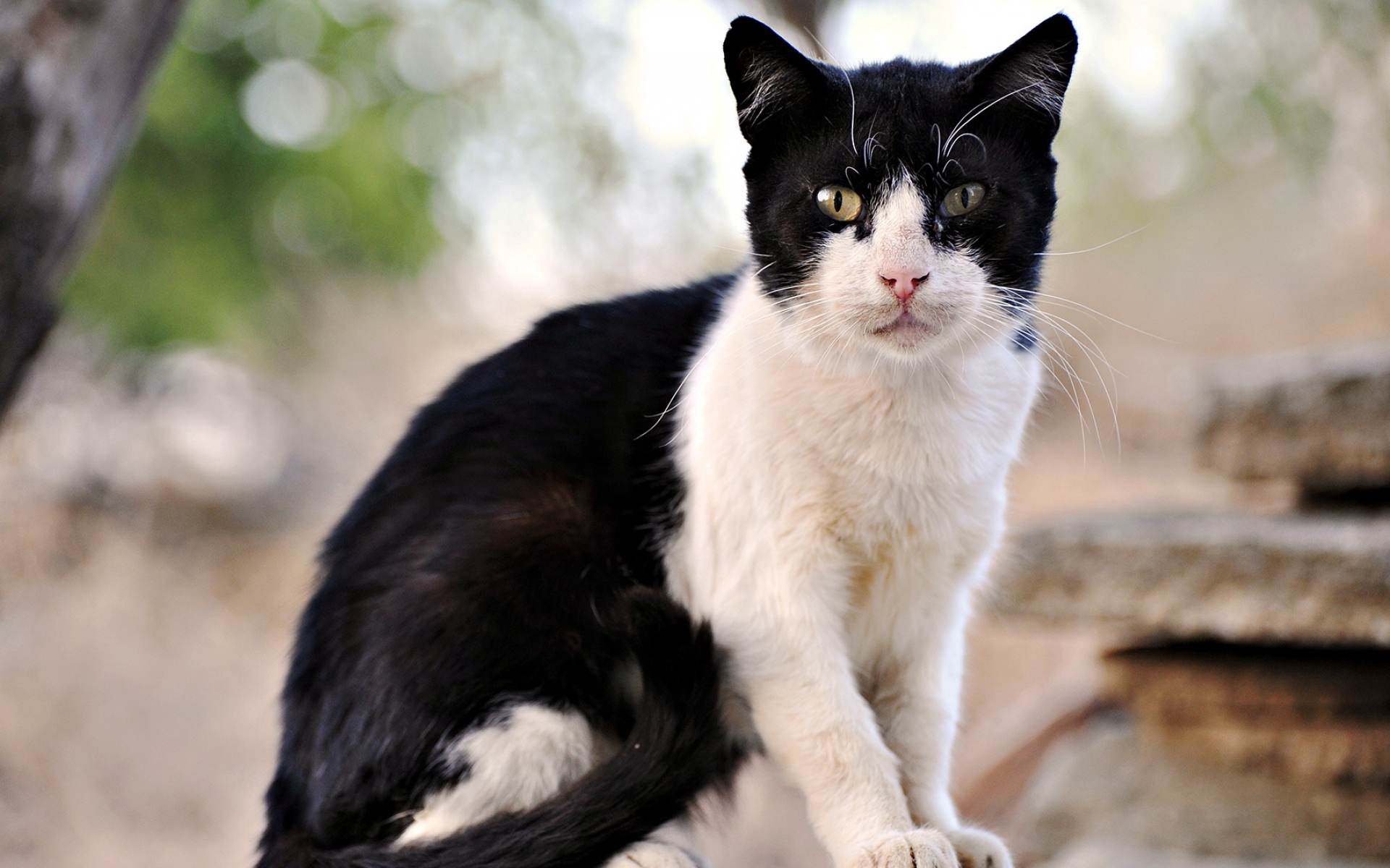 Черно белый кот окрас. Крим Пафф кошка. Такседо кот порода. Чёрно белый кот. Котик черно белый.