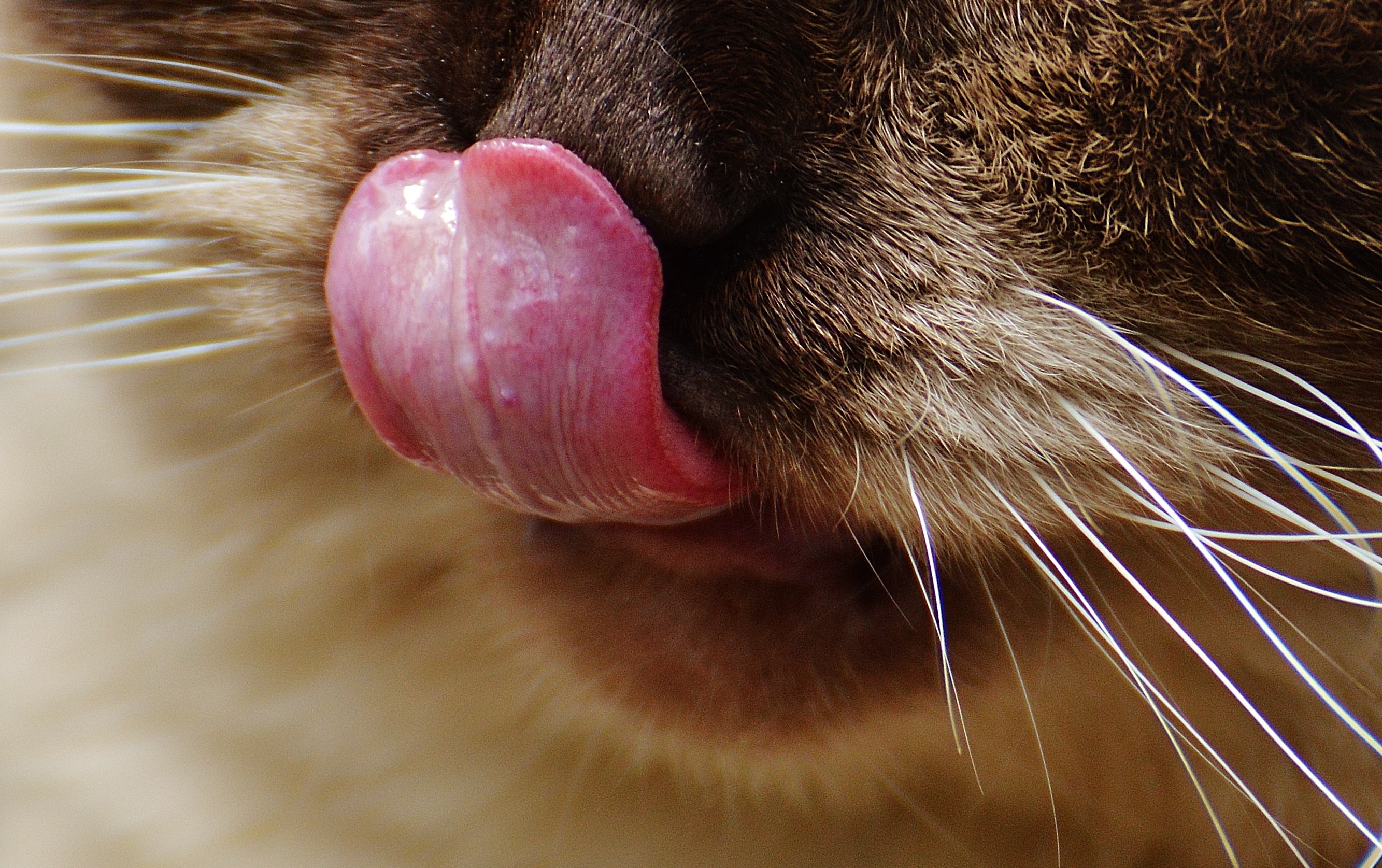 Киски показывают язык. Кальцивироз (эозинофильная гранулема). Нос кошки.
