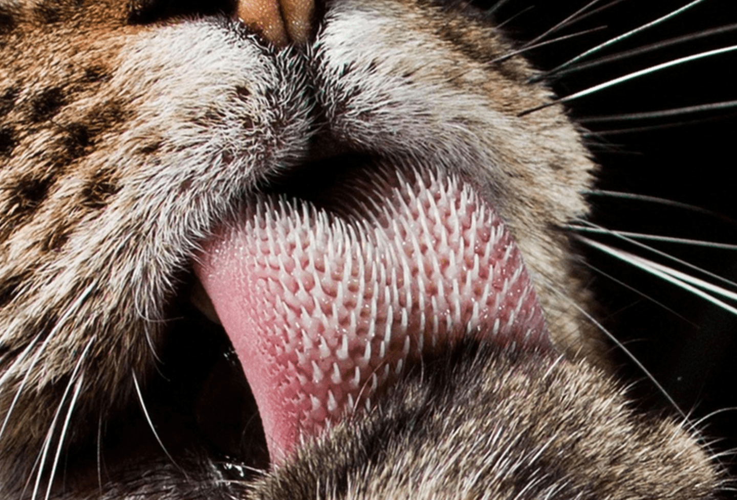 Как языком слизала. Кошачий язык. Язык кошки Макросъемка. Кошачий язык под микроскопом.