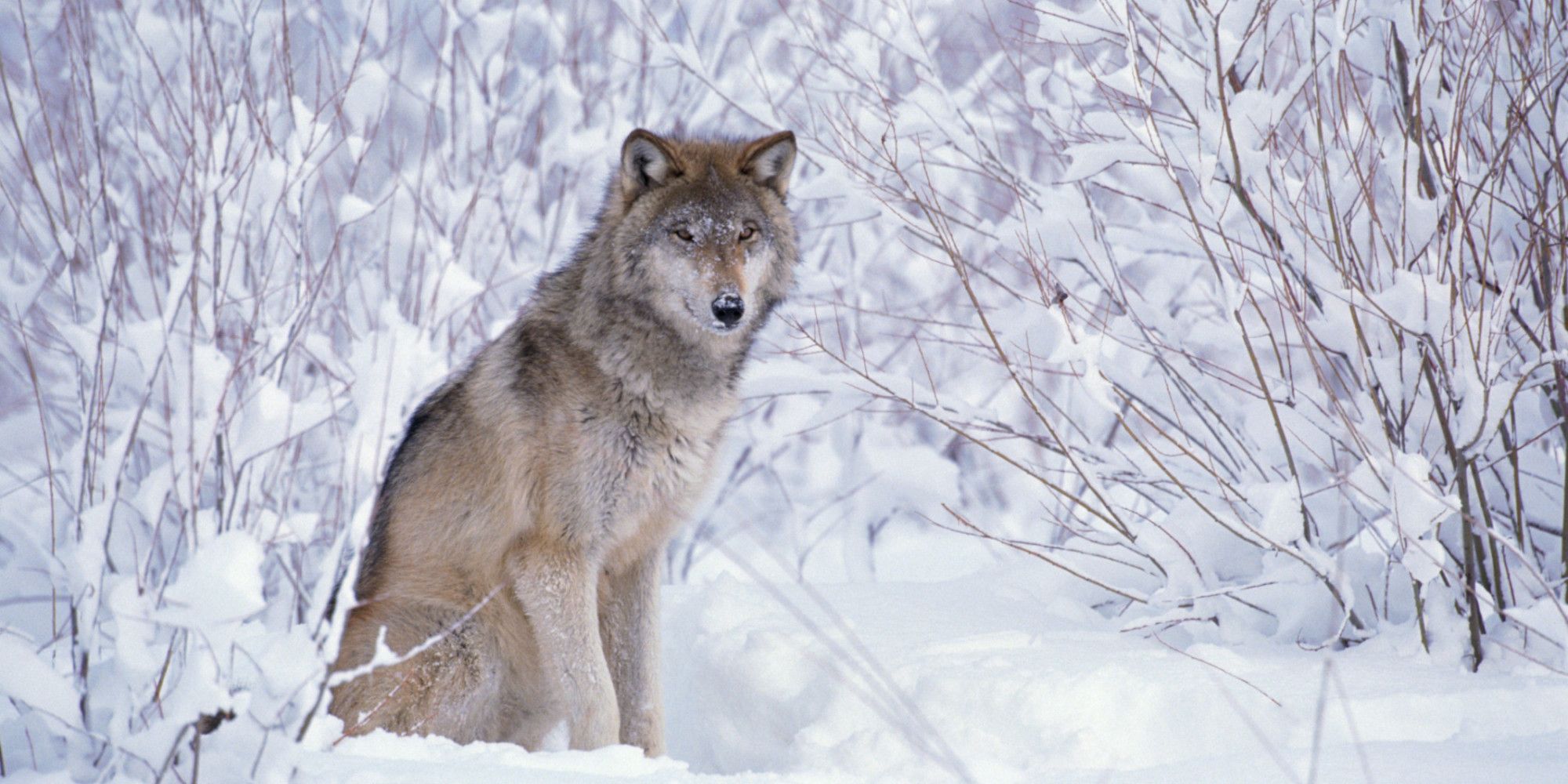 Волк мороз. Волчата в зимнем лесу. Волк зимой и летом. Волк сидит на снегу. Зима волки фон.