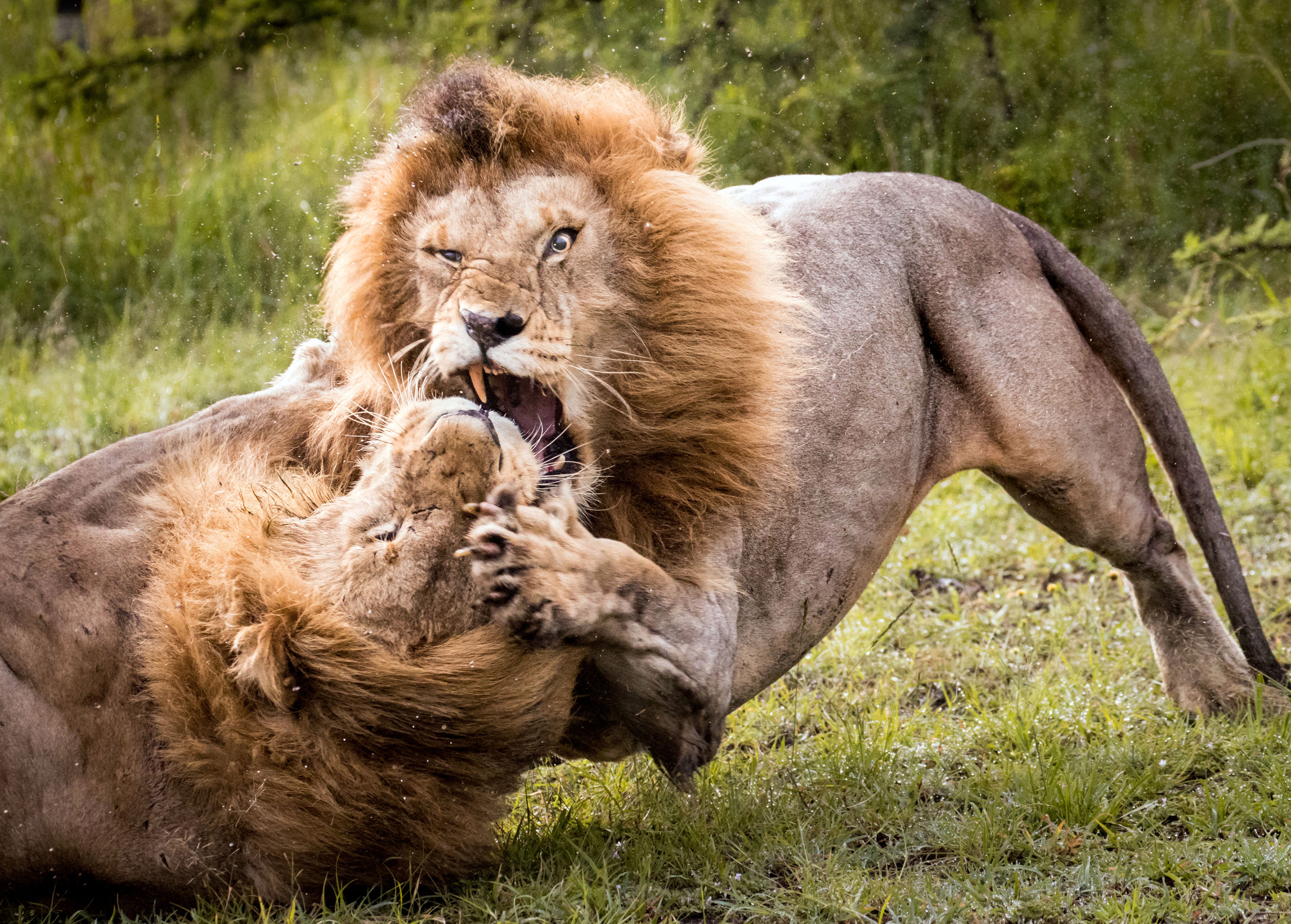 Бои хищников. Битва Львов за Прайд. Битва Львов за Прайд самцов. Львы битва за самку и Прайд. Лев и львицы Прайд.