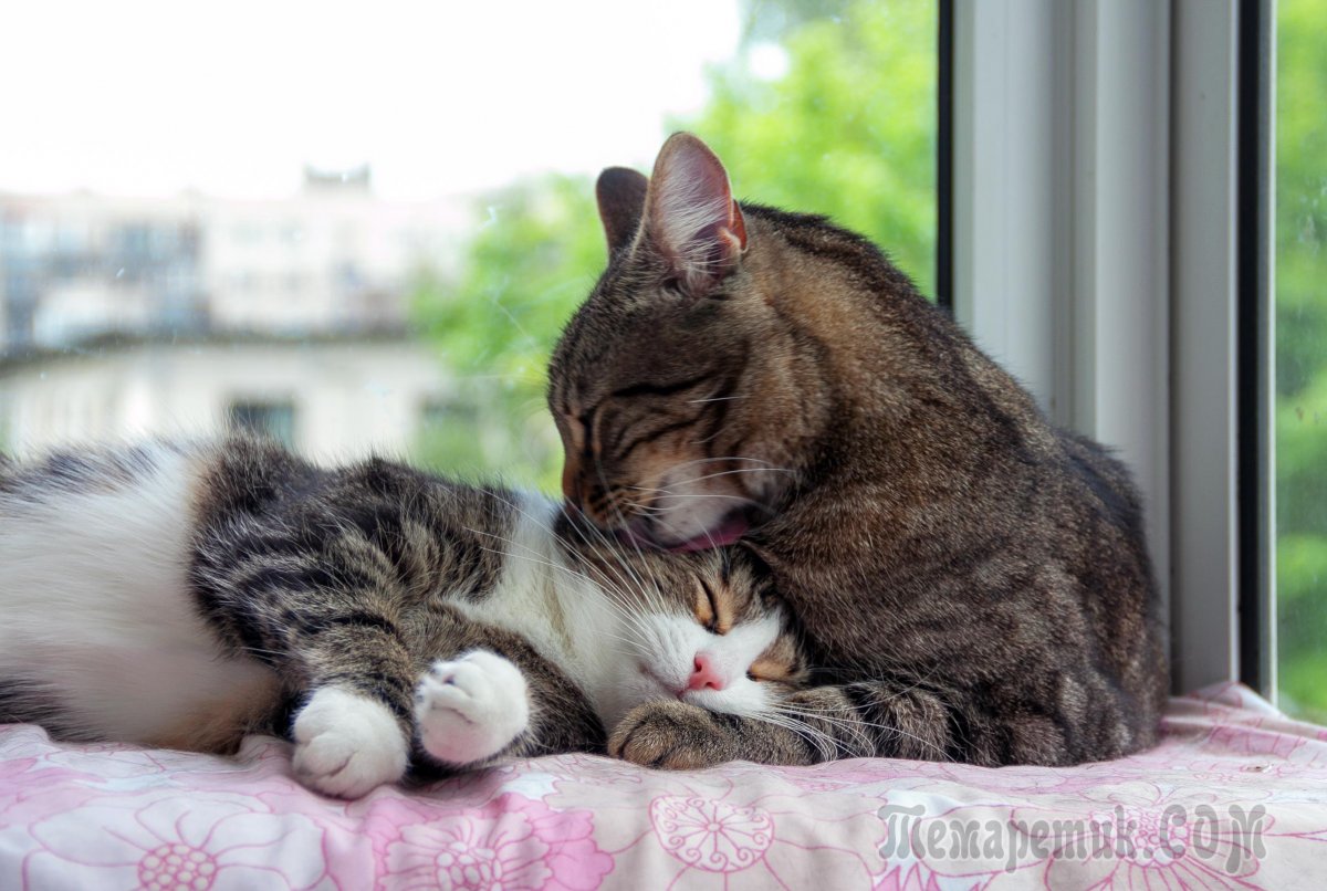 Спящие вместе коты