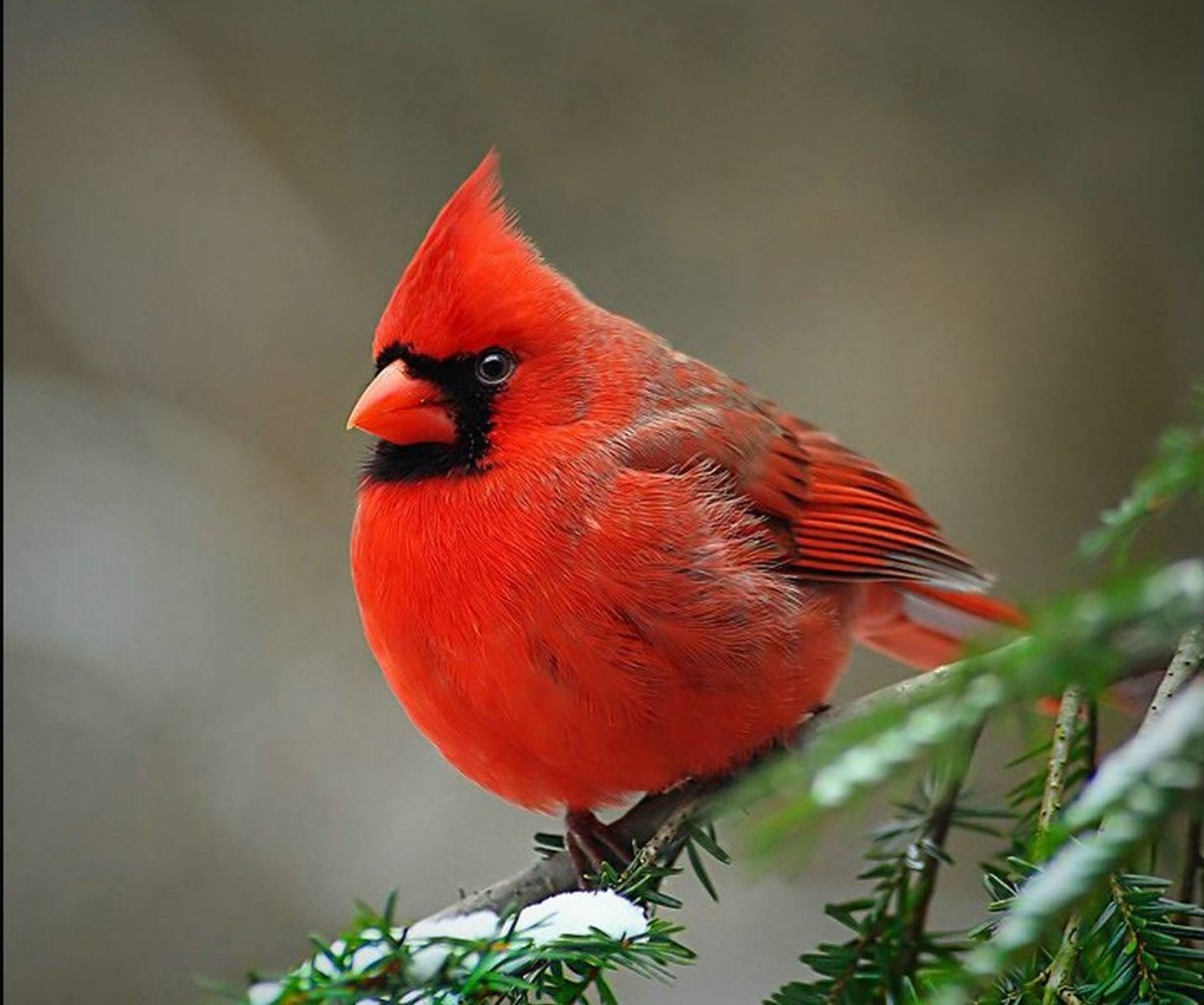 Птица красный кардинал