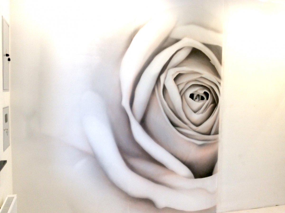 Роза На Стене Фото