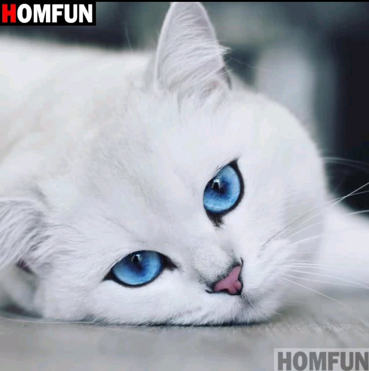 Белые коты с голубыми глазами (46 фото)