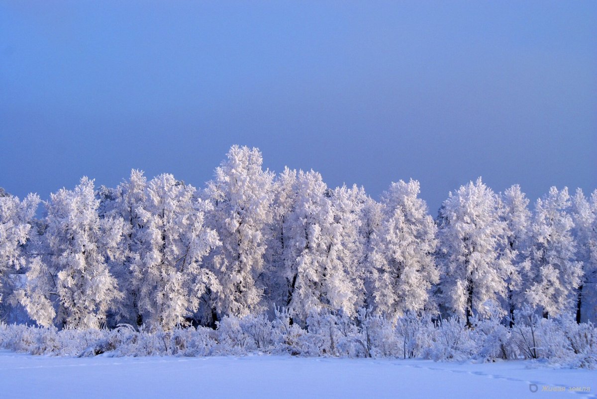 Зимний лес сибири
